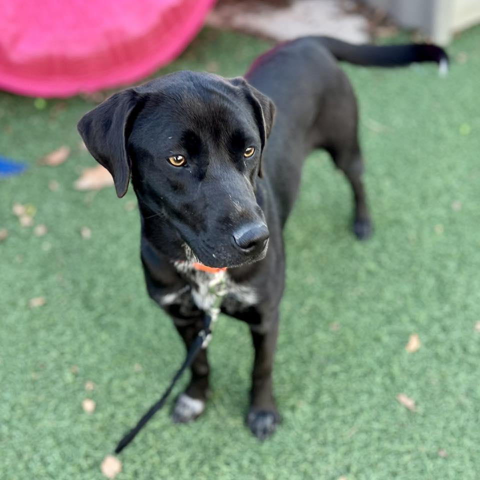 Enlarge Ripley, an adopted mixed breed in Whitehall, PA image 3/5