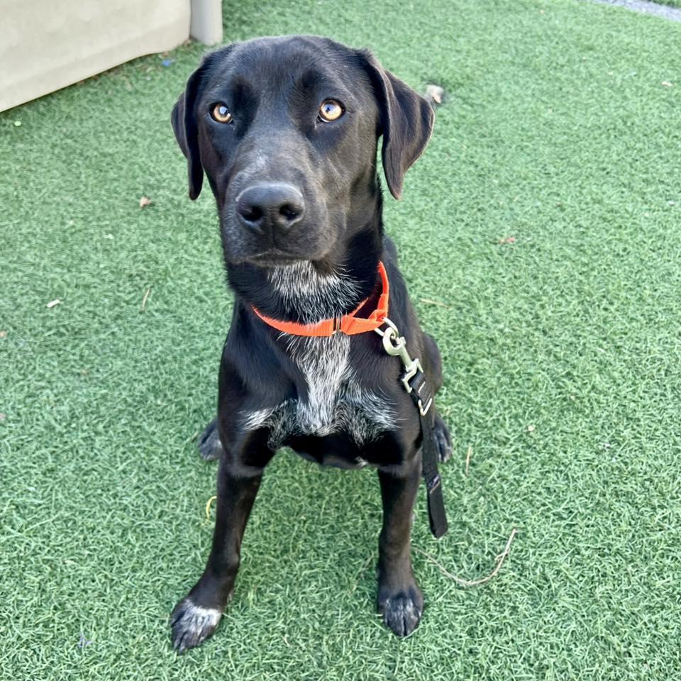 Enlarge Ripley, an adopted mixed breed in Whitehall, PA image 4/5