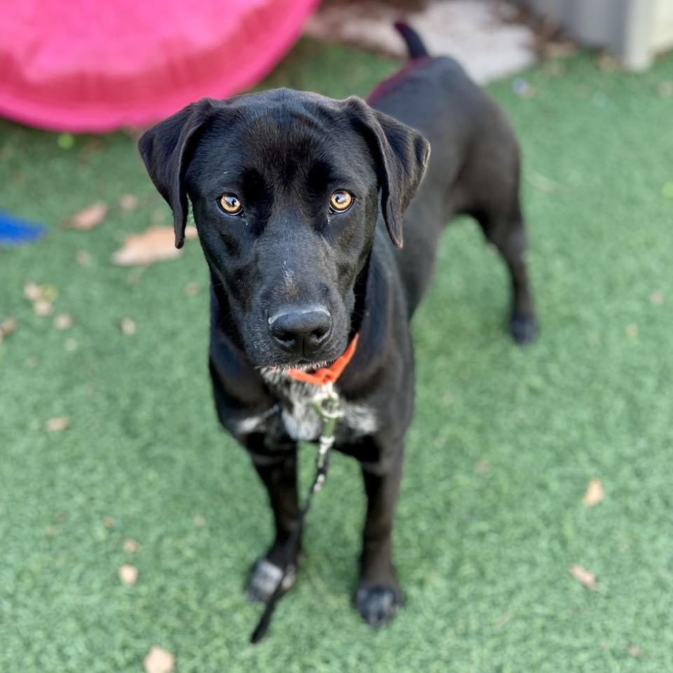 Ripley, adopted, Young Female Black Labrador Retriever.