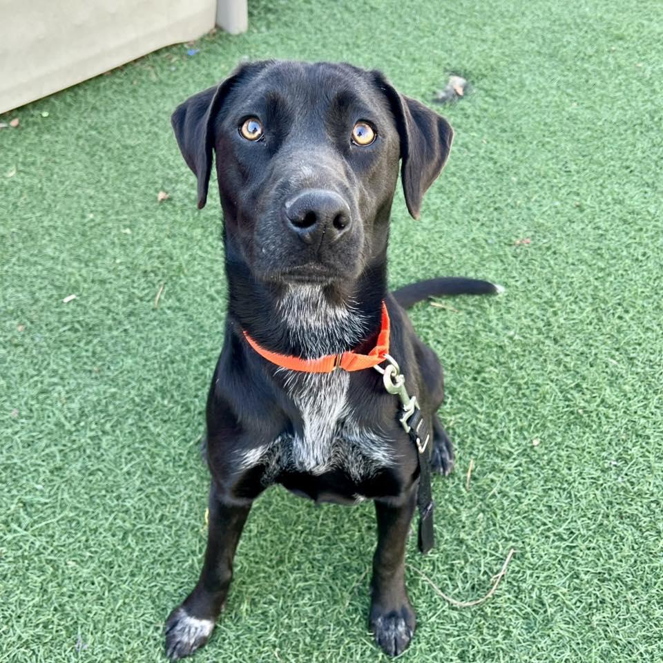 Enlarge Ripley, an adopted mixed breed in Whitehall, PA image 2/5