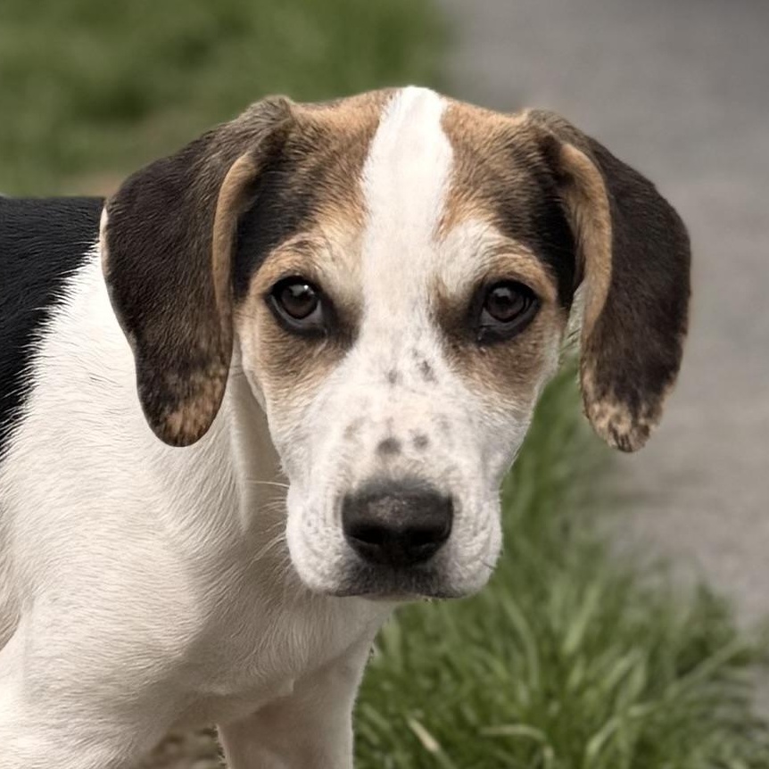 Enlarge John, a Adoptable mixed breed in Albany, NY image 1/6