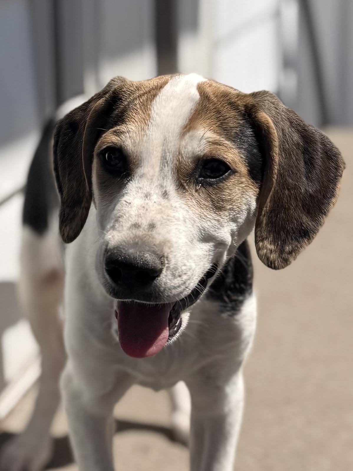 Enlarge John, a Adoptable mixed breed in Albany, NY image 3/6