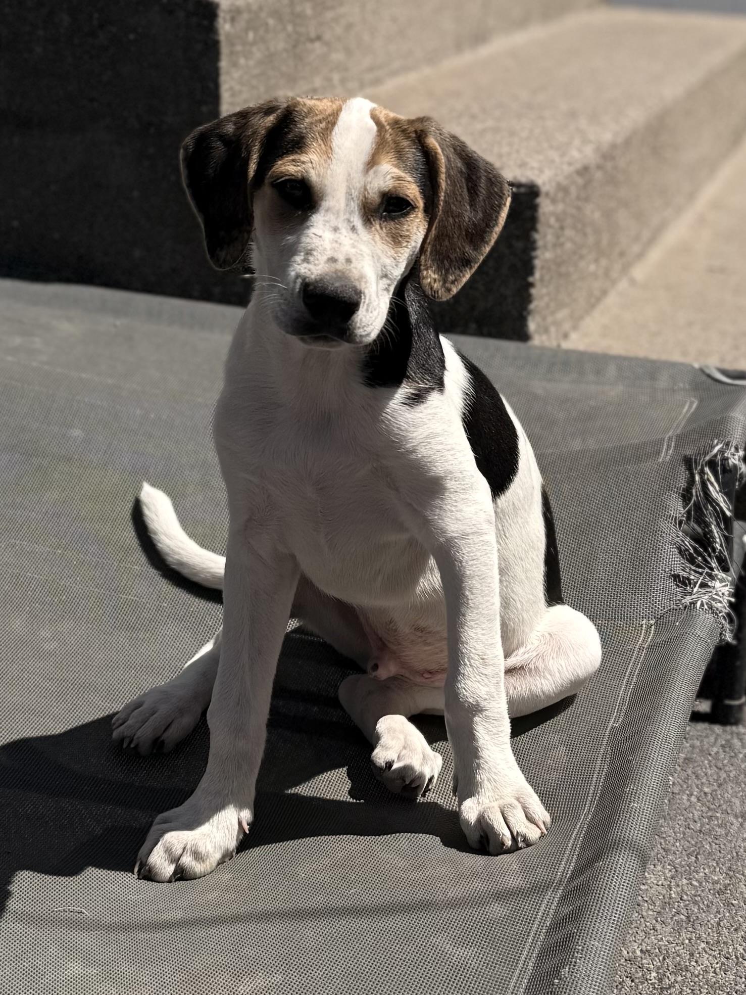 Enlarge John, a Adoptable mixed breed in Albany, NY image 6/6
