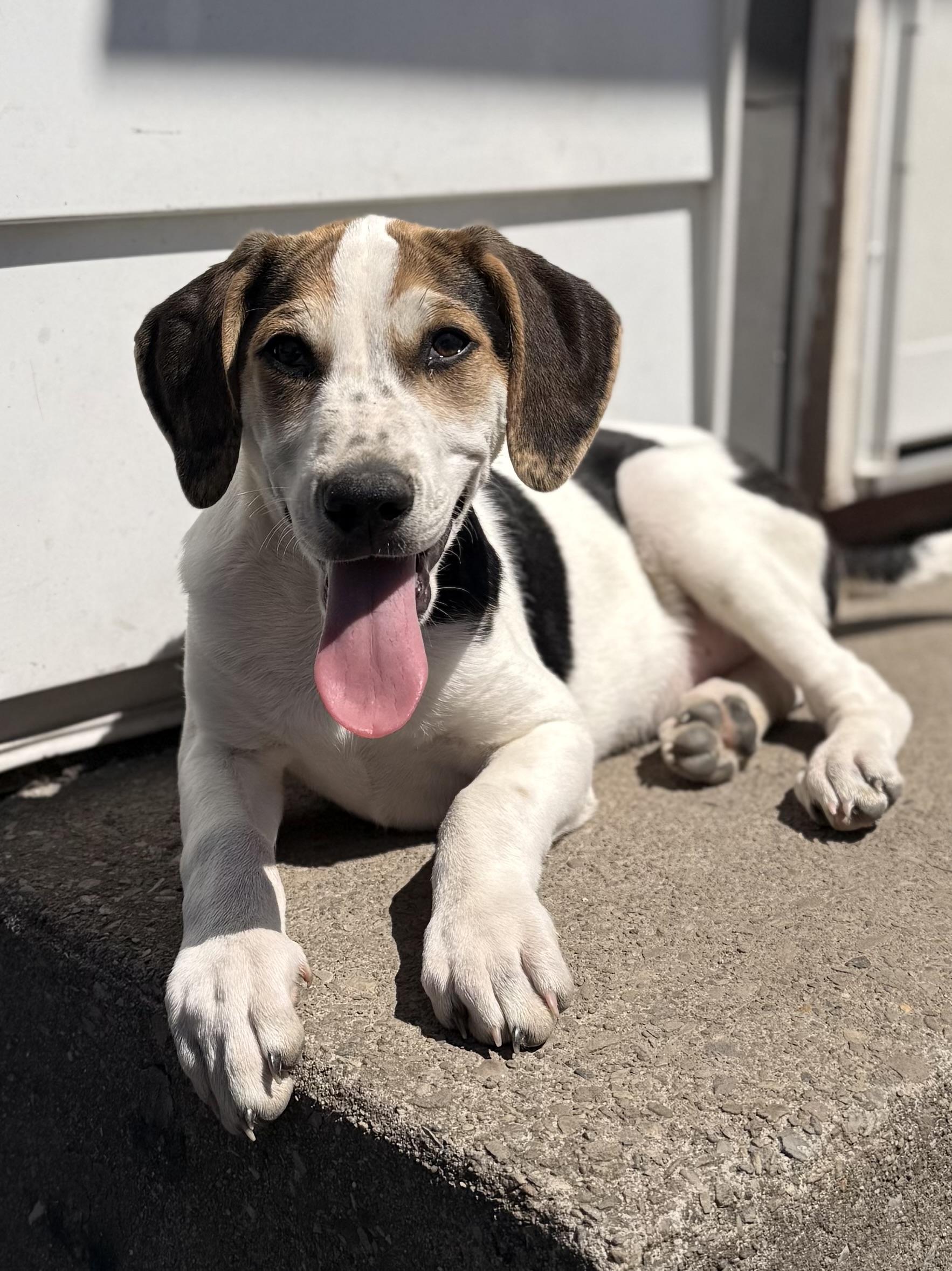 Enlarge John, a Adoptable mixed breed in Albany, NY image 4/6