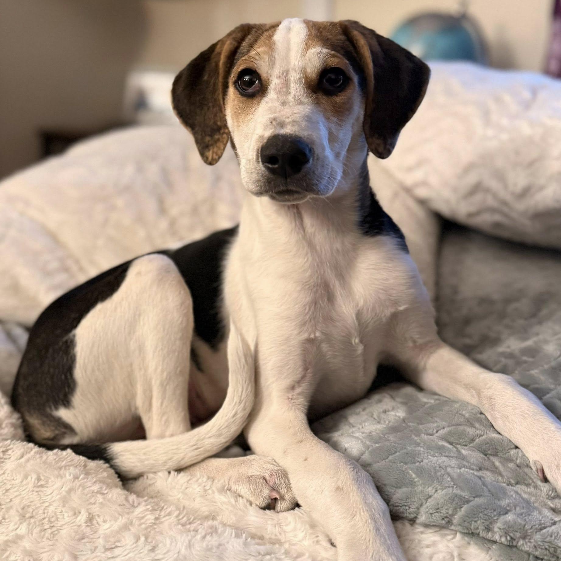 Enlarge John, an adopted mixed breed in Albany, NY image 1/6