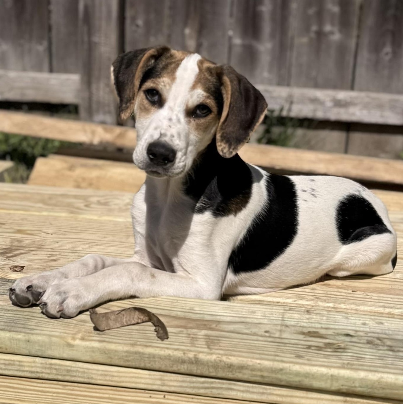 Enlarge John, an adopted mixed breed in Albany, NY image 2/6