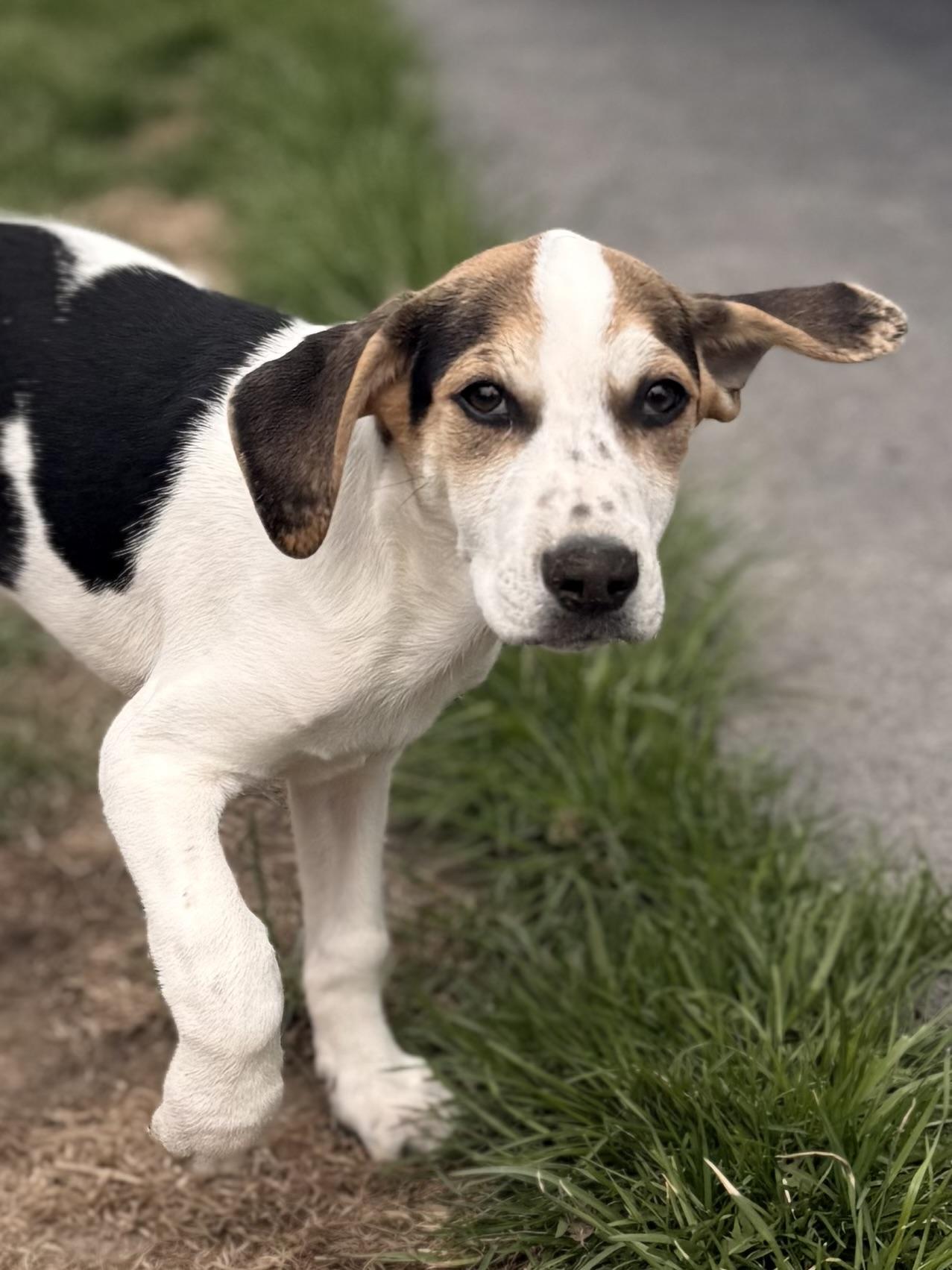 Enlarge John, a Adoptable mixed breed in Albany, NY image 2/6