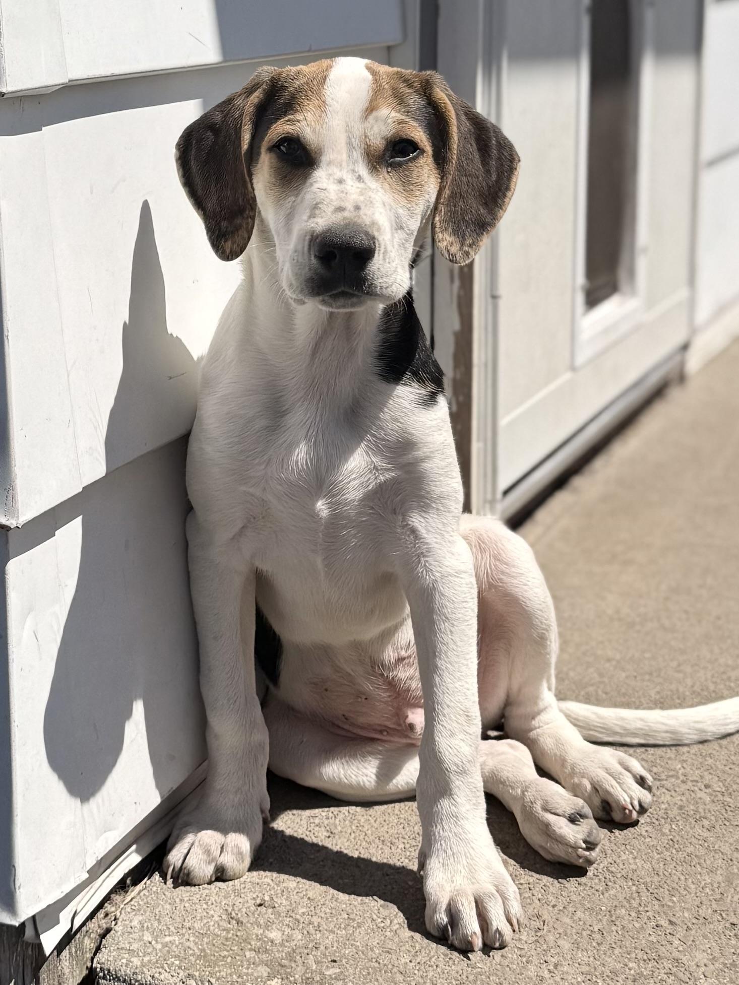 Enlarge John, a Adoptable mixed breed in Albany, NY image 5/6