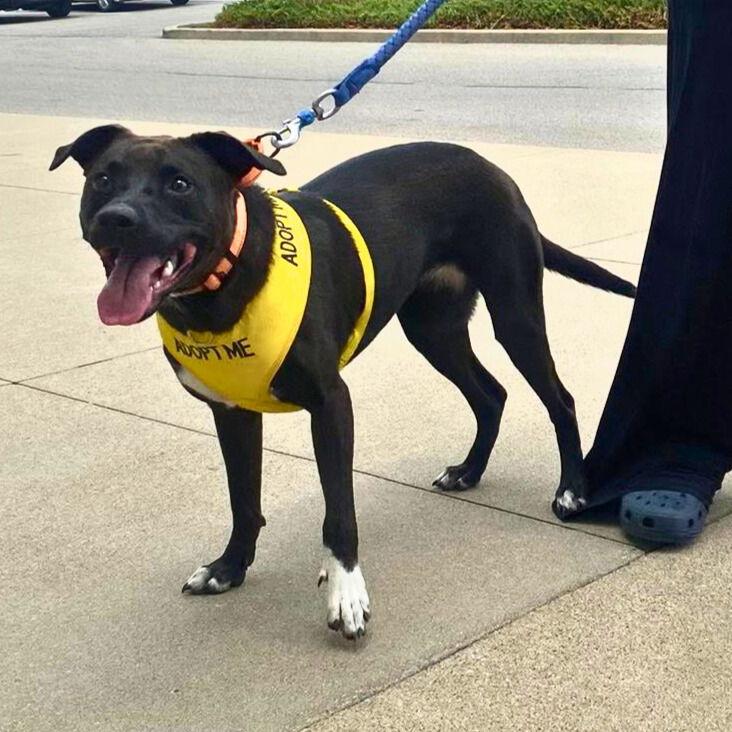 Felicia (ez), Adoptable, Young Female Border Collie.