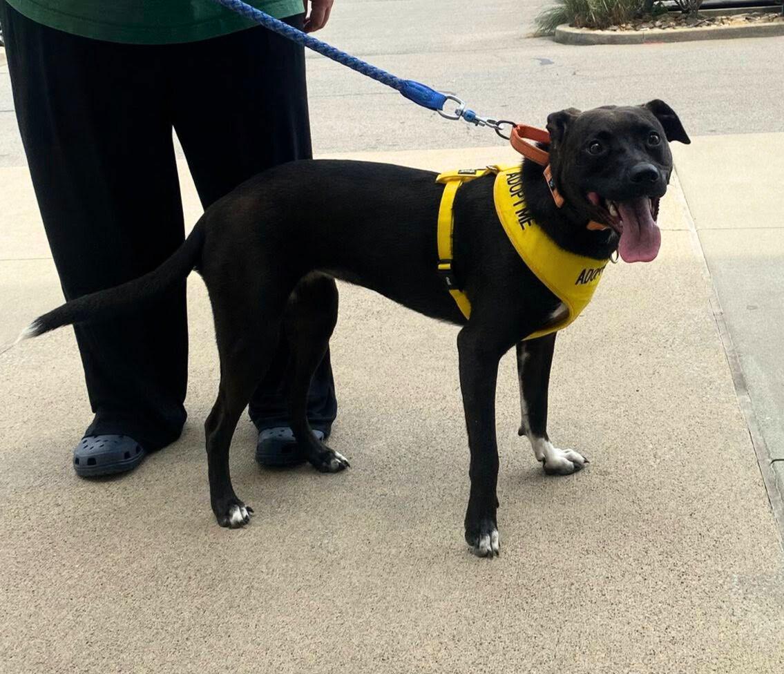 Felicia (ez), a Adoptable Border Collie in White Bluff, TN image 2/3
