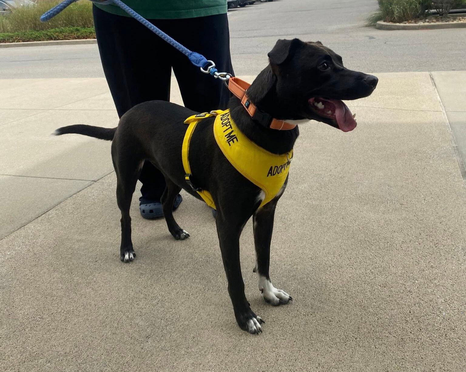 Felicia (ez), a Adoptable Border Collie in White Bluff, TN image 3/3