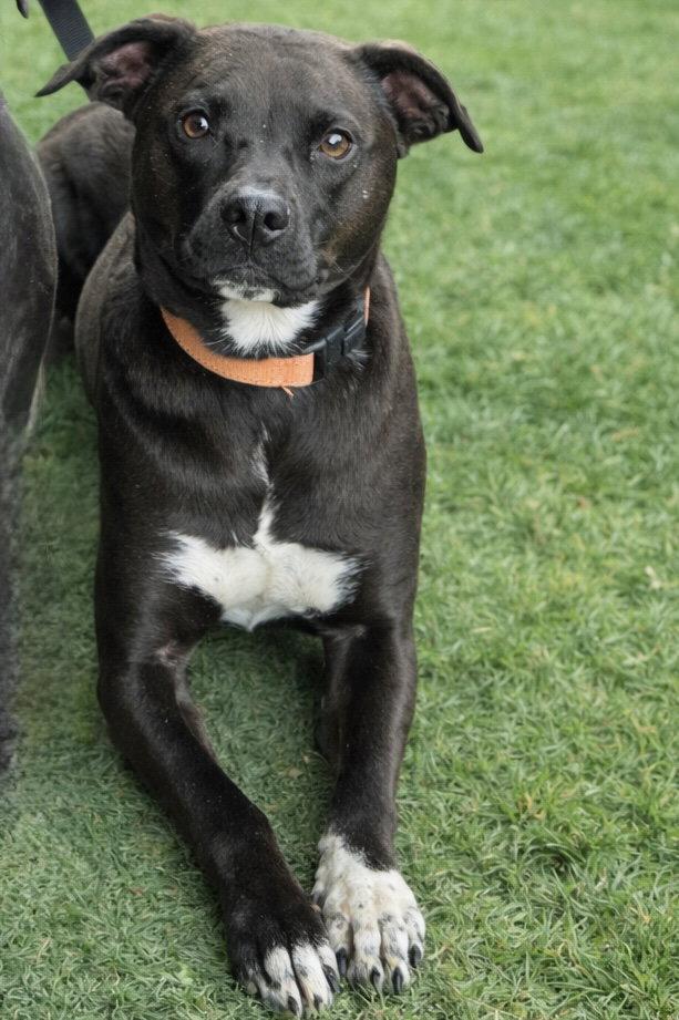Felicia (ez), Adoptable, Young Female Border Collie.