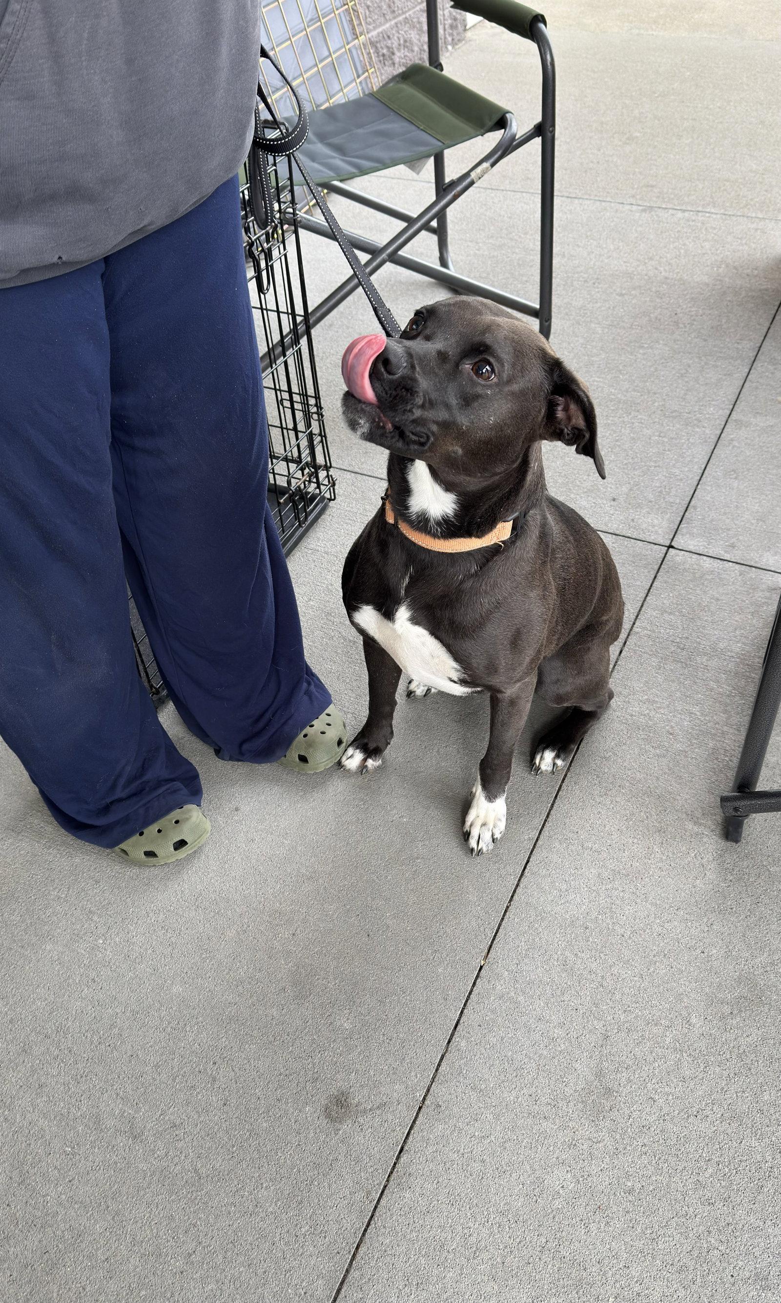 Enlarge Felicia (ez), a Adoptable Border Collie in White Bluff, TN image 2/3