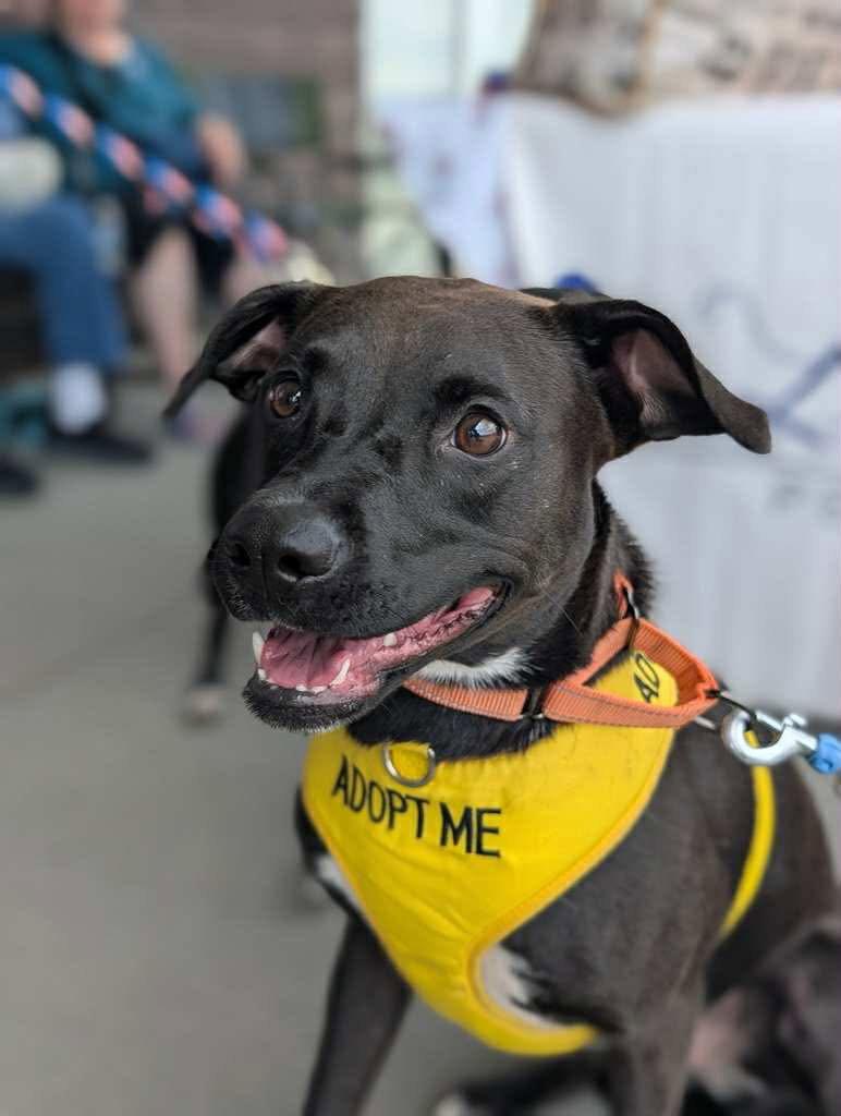 Enlarge Felicia (ez), a Adoptable Border Collie in White Bluff, TN image 3/3