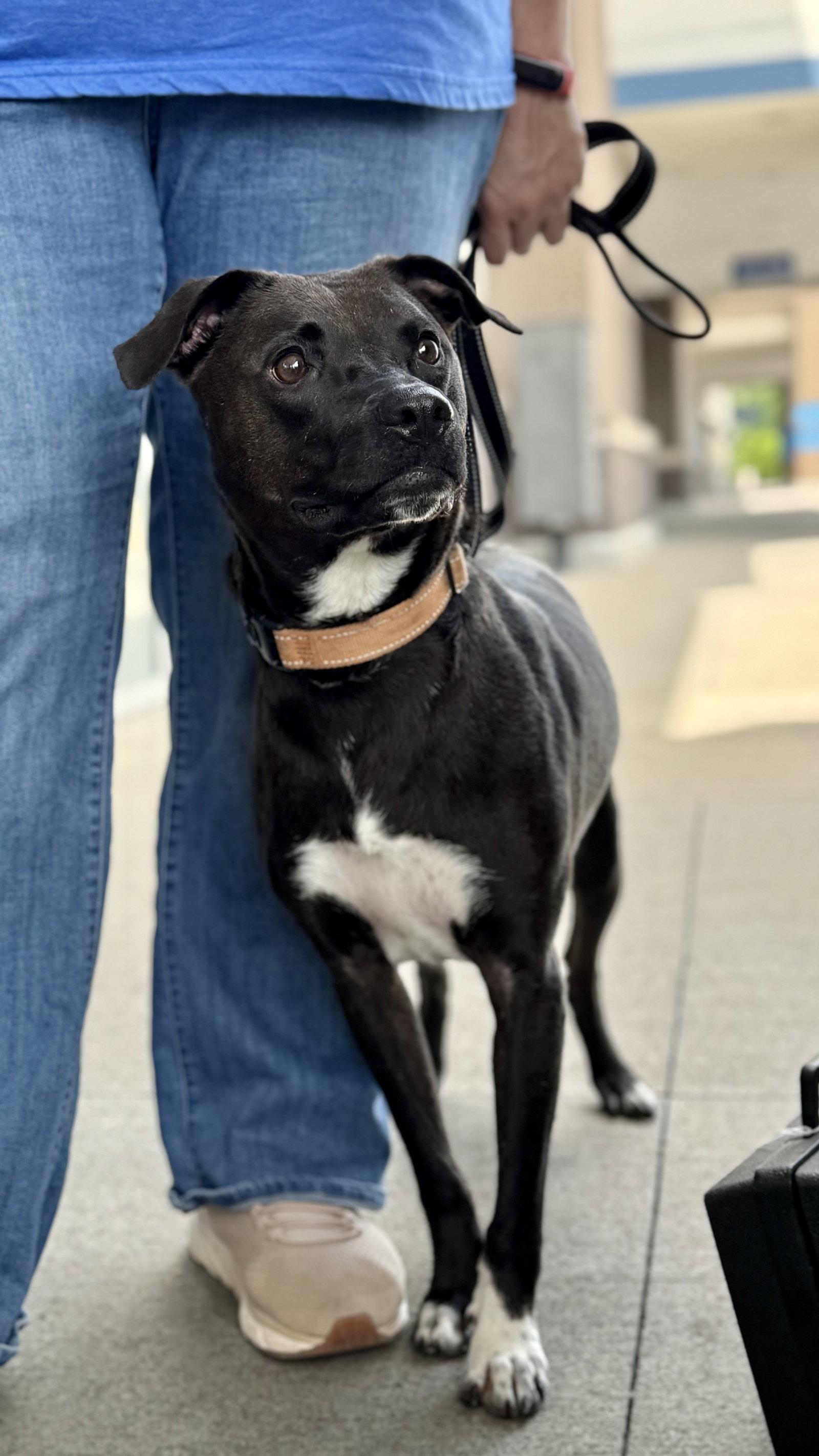 Enlarge Felicia (ez), a Adoptable Border Collie in White Bluff, TN image 3/3