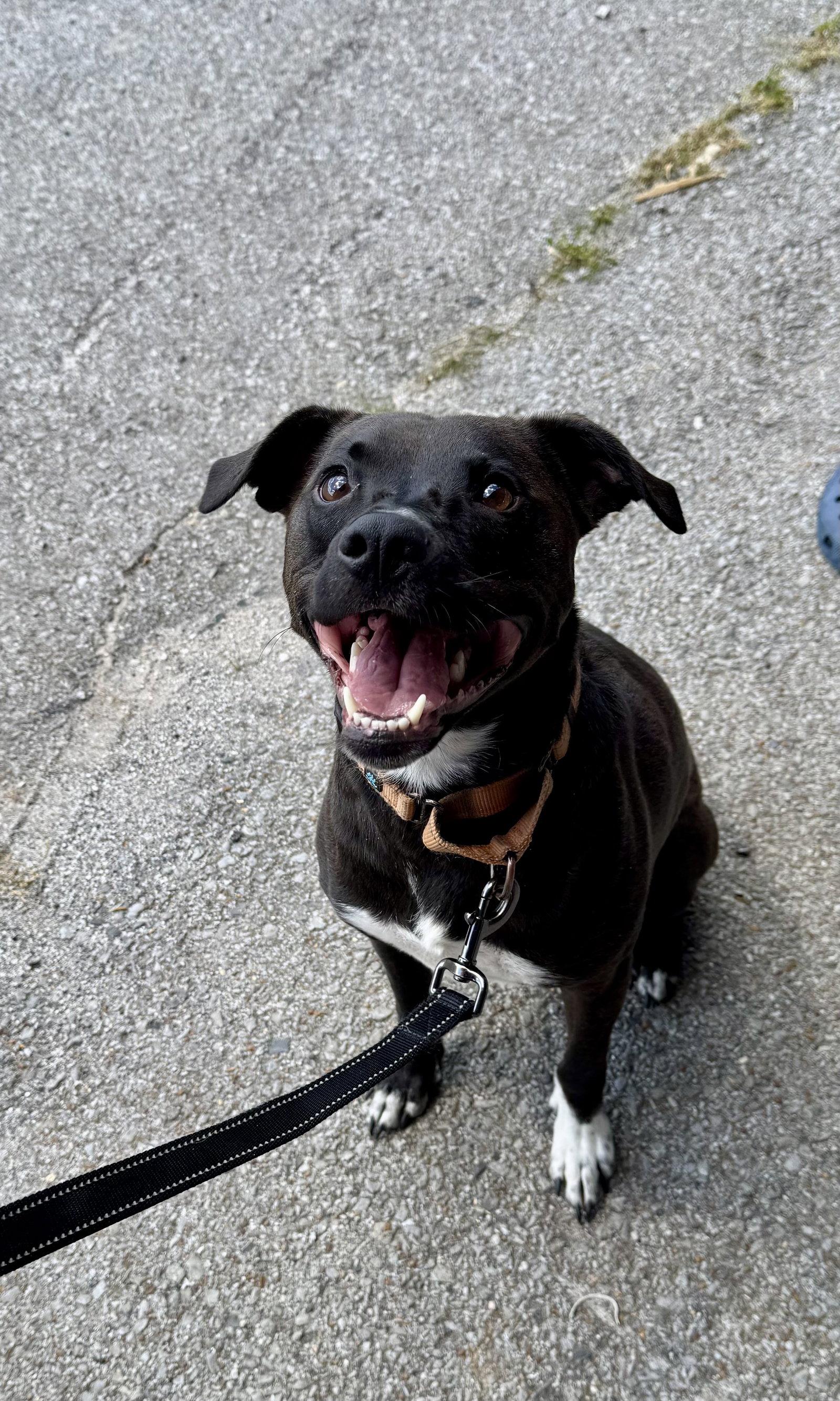 Felicia (ez), a Adoptable Border Collie in White Bluff, TN image 3/3