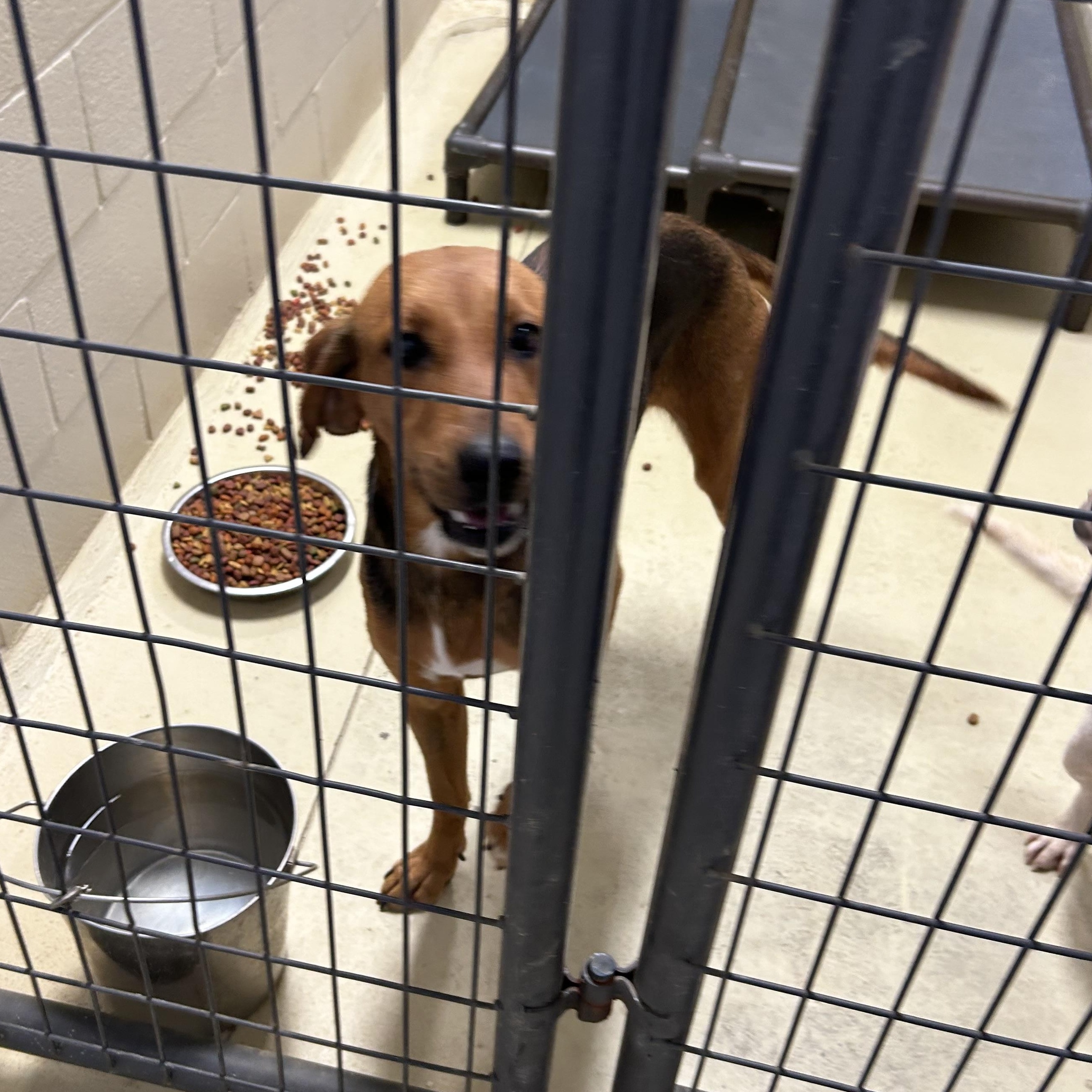 Abilene, a Adoptable mixed breed in Clarksville, VA image 6/6