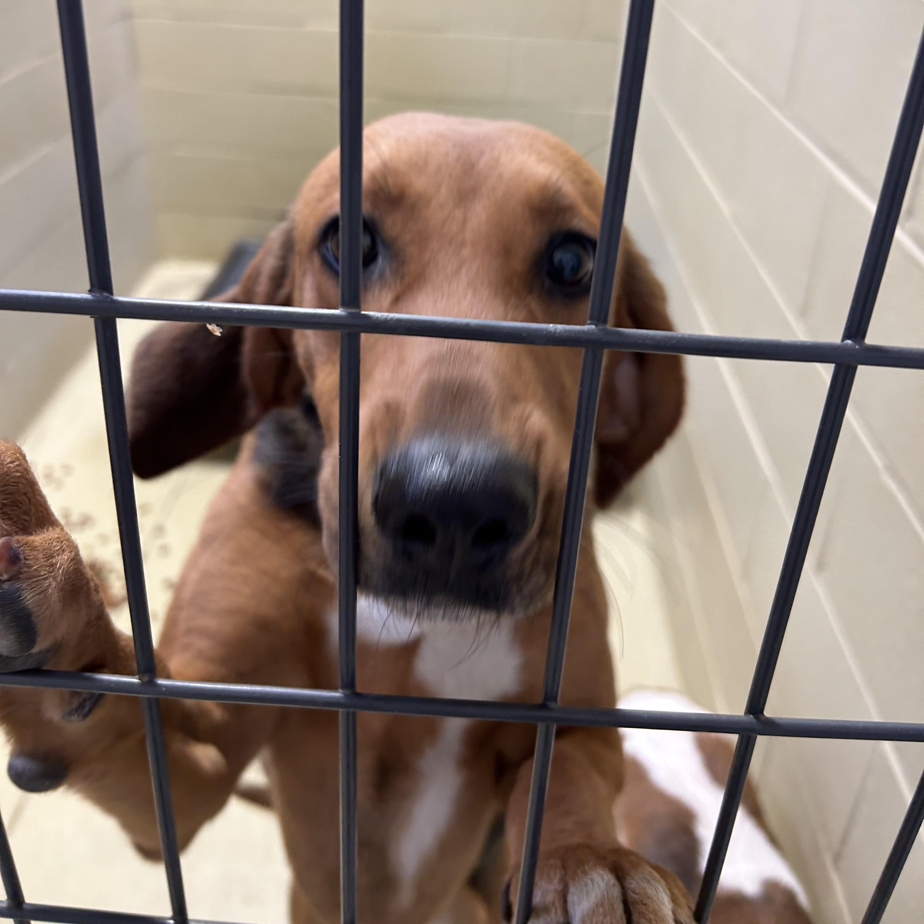 Abilene, a Adoptable mixed breed in Clarksville, VA image 1/6