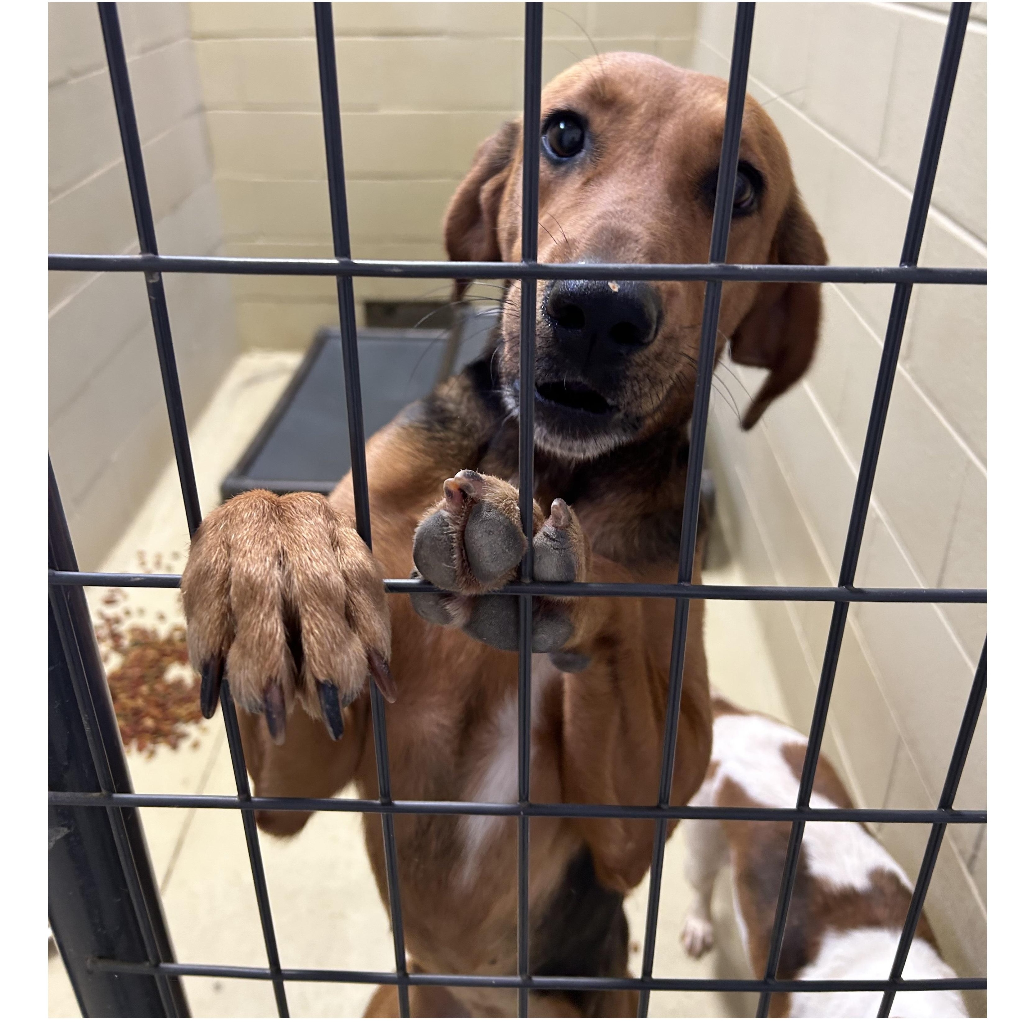 Abilene, a Adoptable mixed breed in Clarksville, VA image 4/6