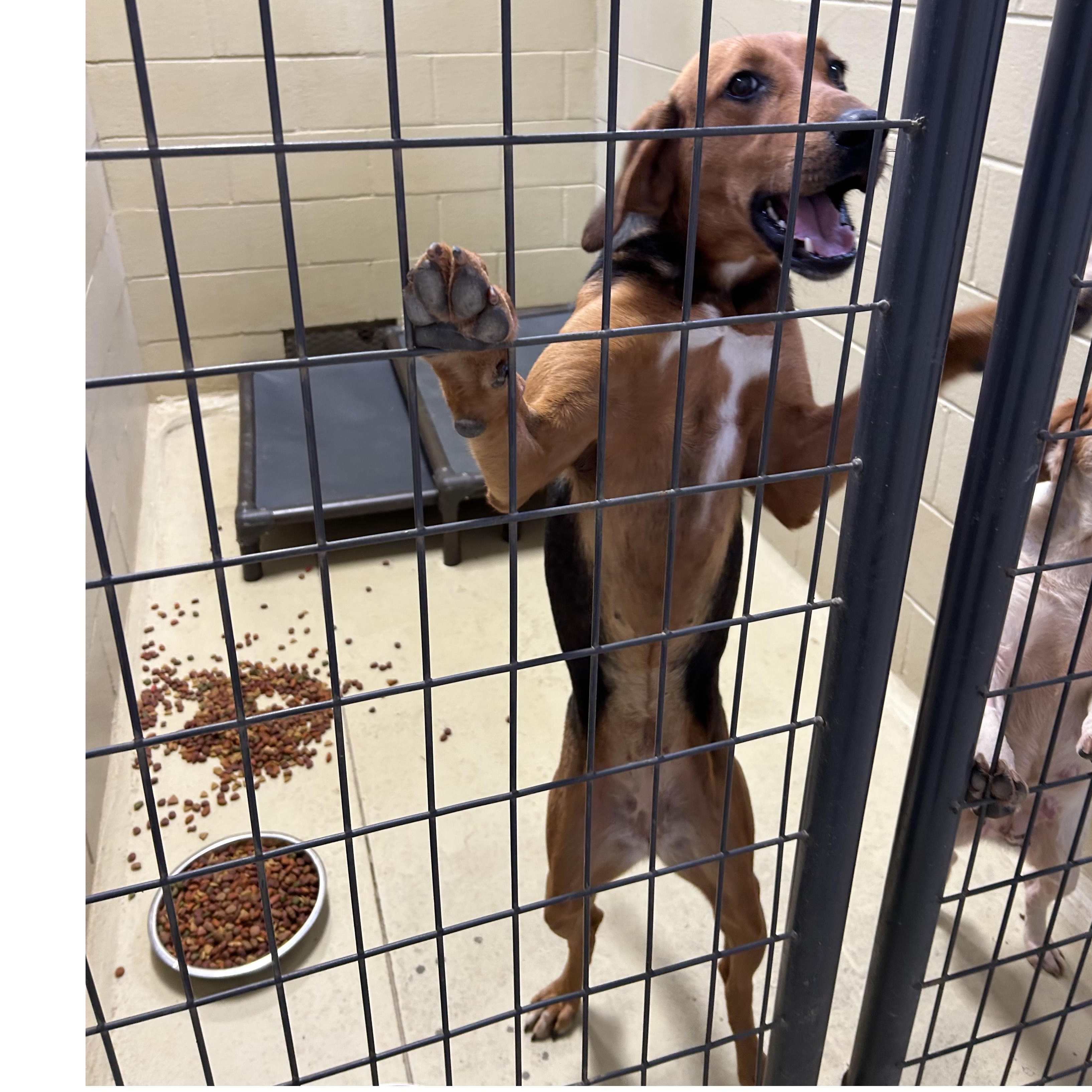 Abilene, a Adoptable mixed breed in Clarksville, VA image 2/6