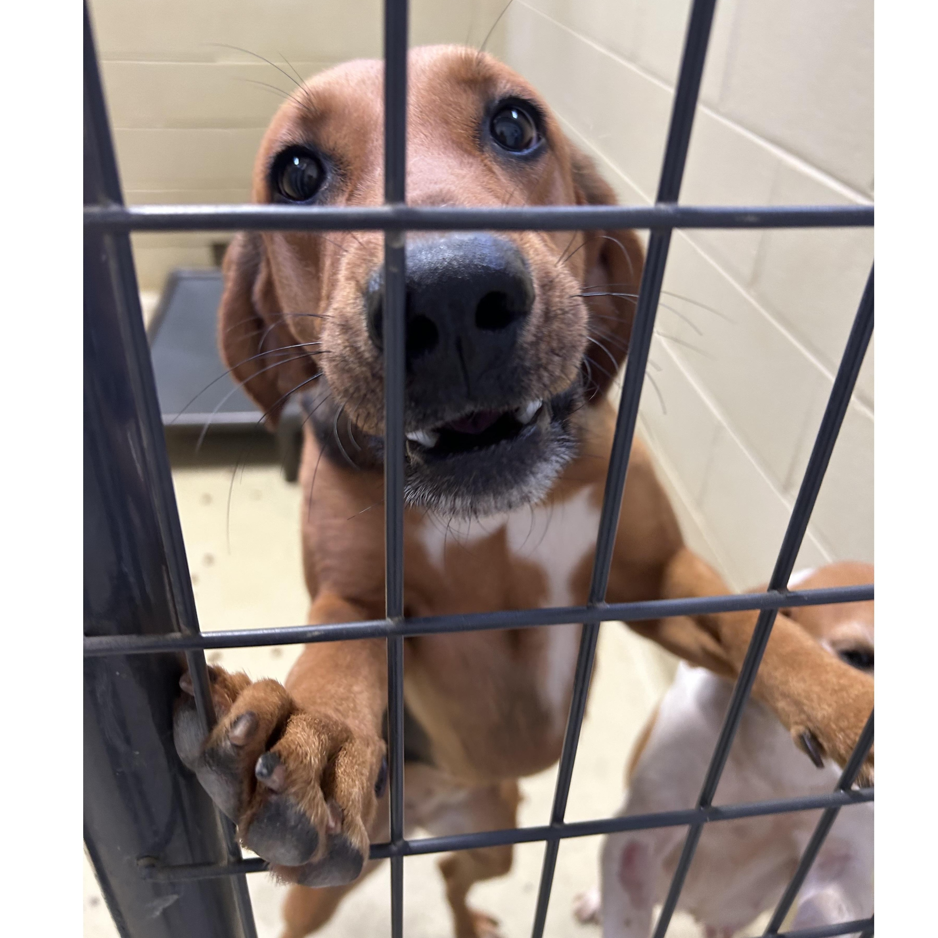 Abilene, Adoptable, Young Female Hound.