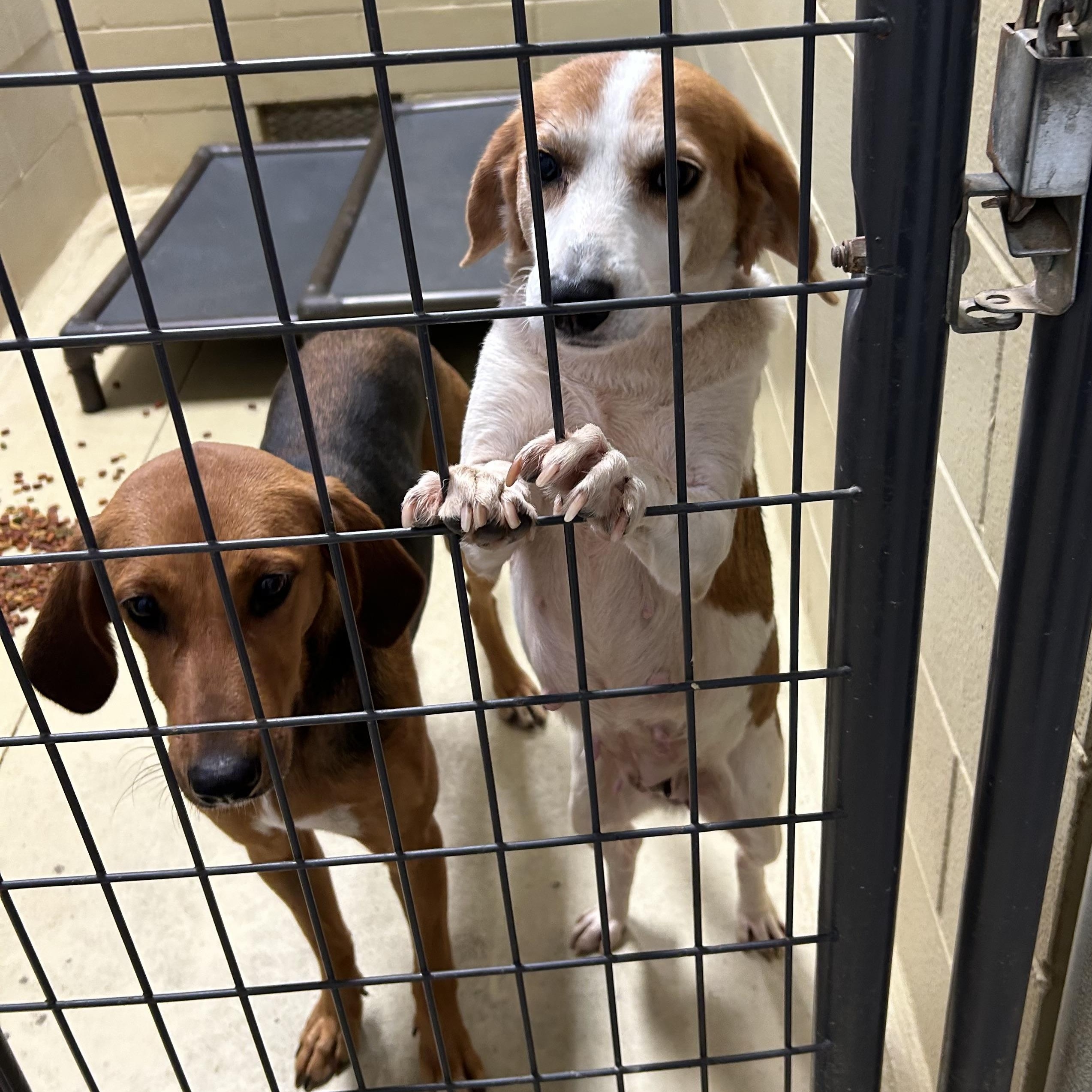 Abilene, a Adoptable mixed breed in Clarksville, VA image 5/6