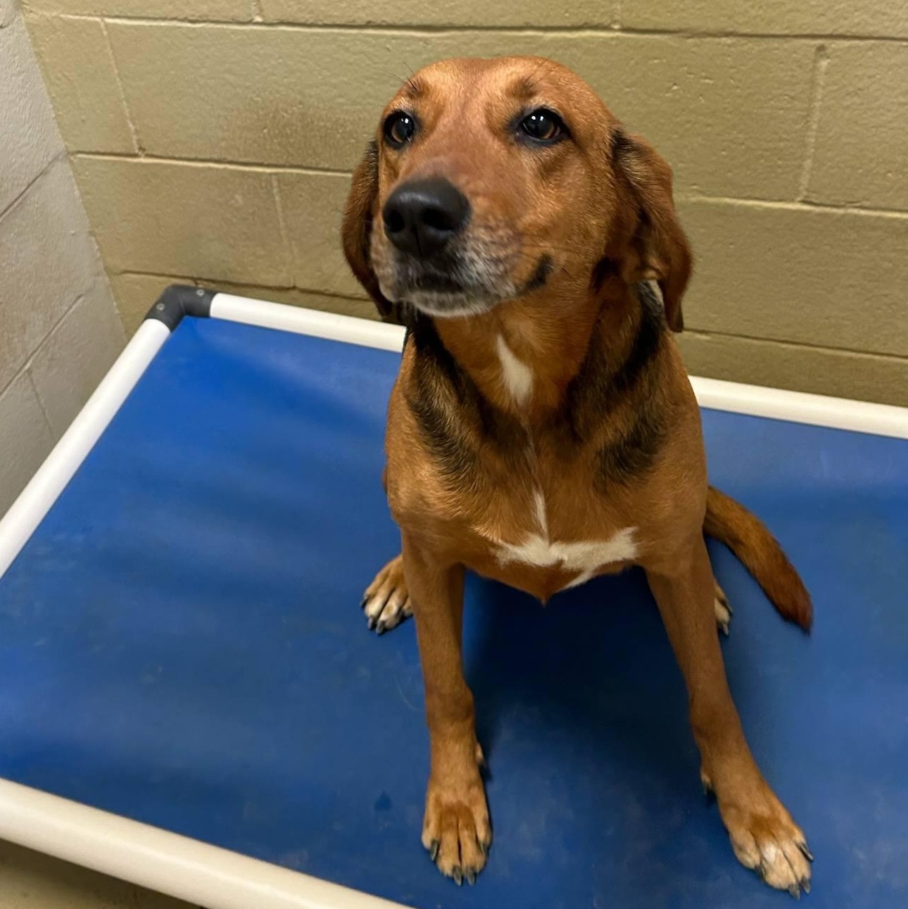Abilene, Adoptable, Adult Female Hound.