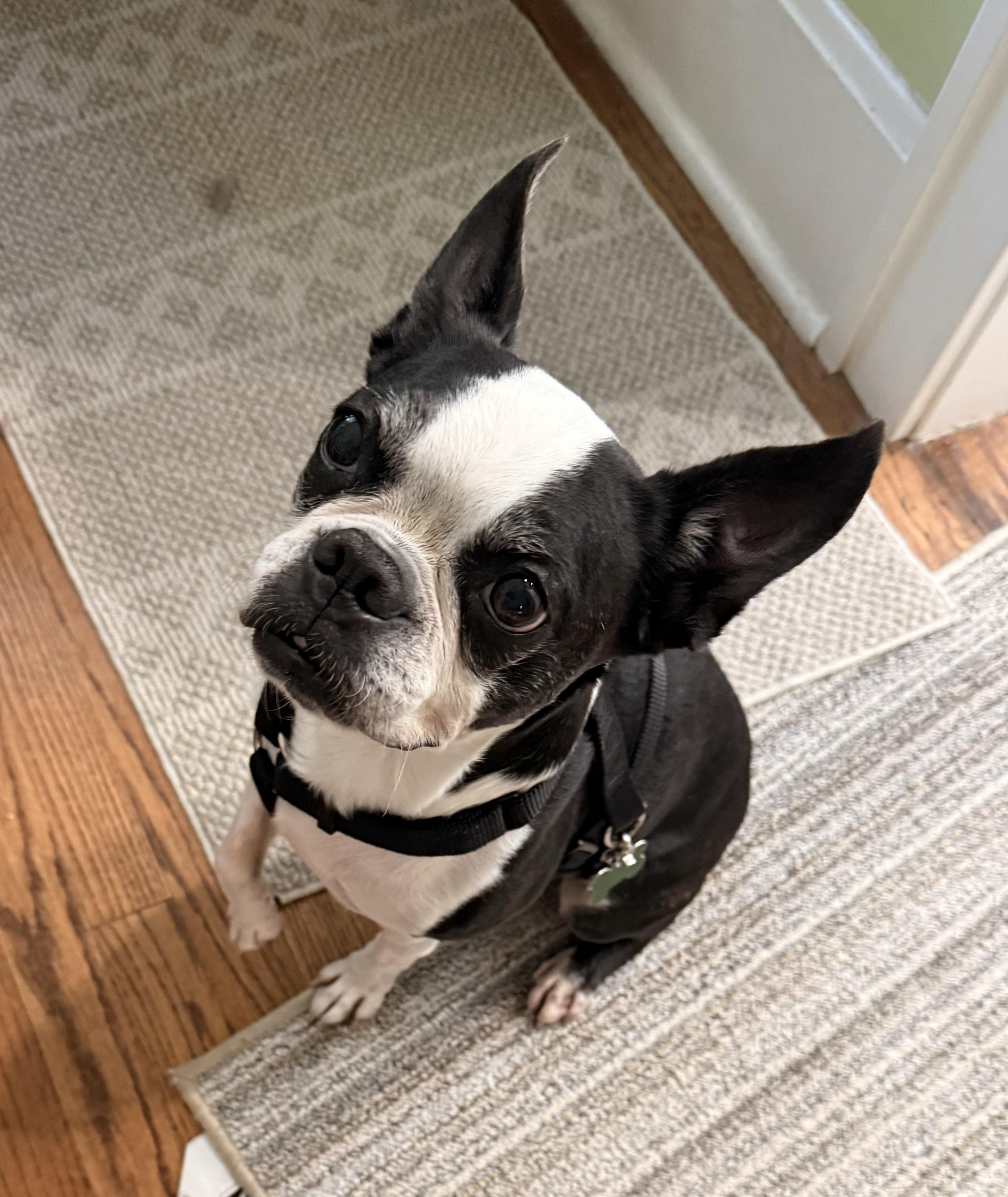 Tux - pending, ADOPTABLE, Senior Male Boston Terrier.
