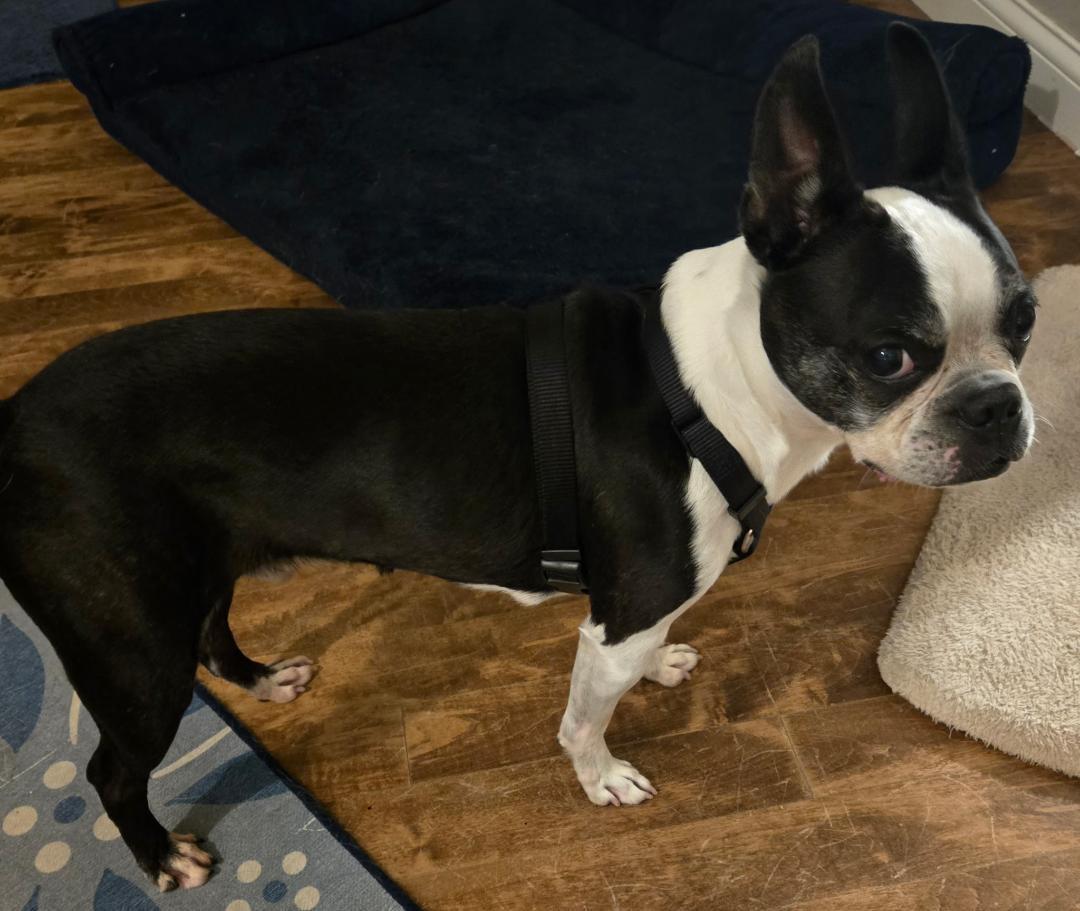 Enlarge Tux - pending, a ADOPTABLE Boston Terrier in Des Moines, IA image 3/6
