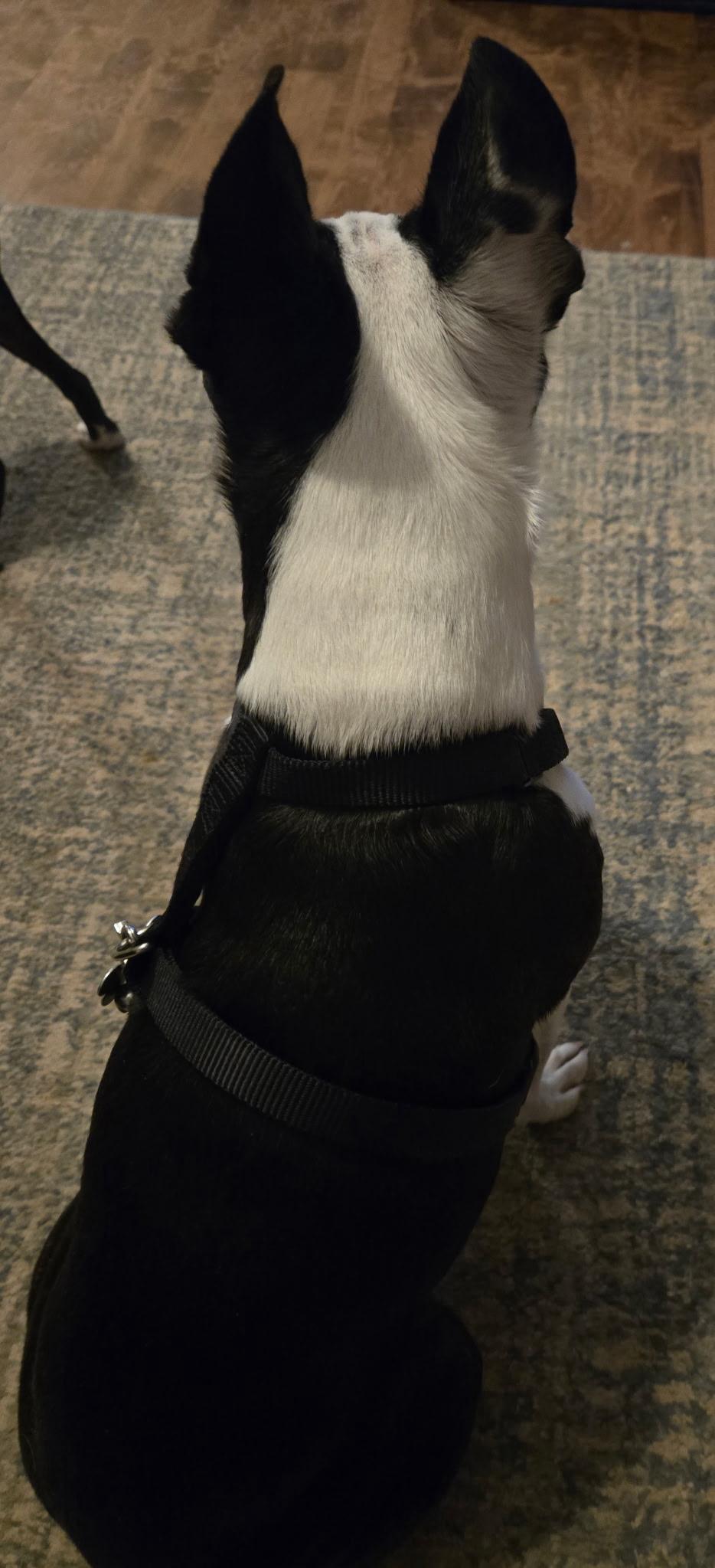 Enlarge Tux - pending, a ADOPTABLE Boston Terrier in Des Moines, IA image 5/6