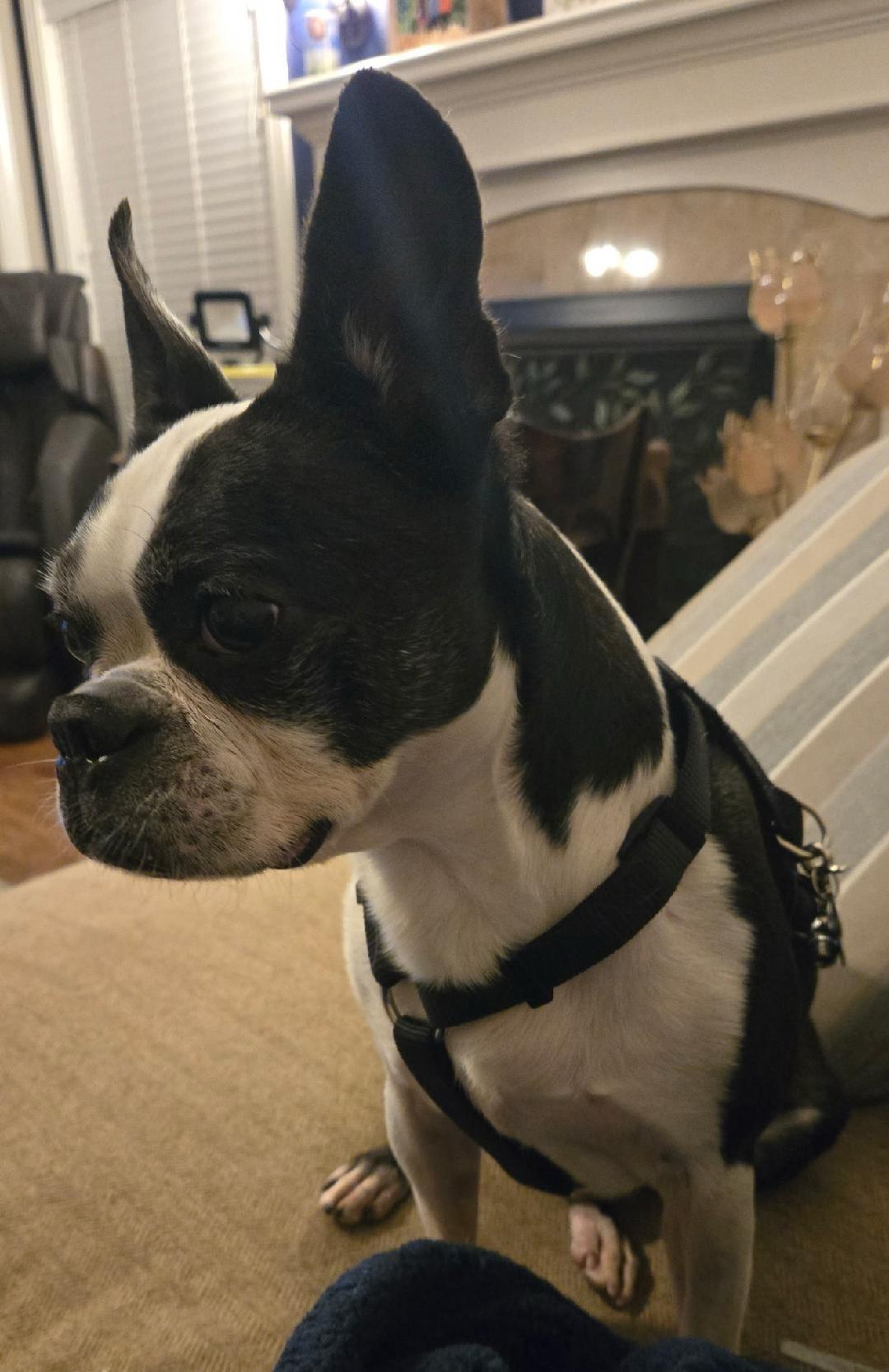 Enlarge Tux - pending, a ADOPTABLE Boston Terrier in Des Moines, IA image 4/6