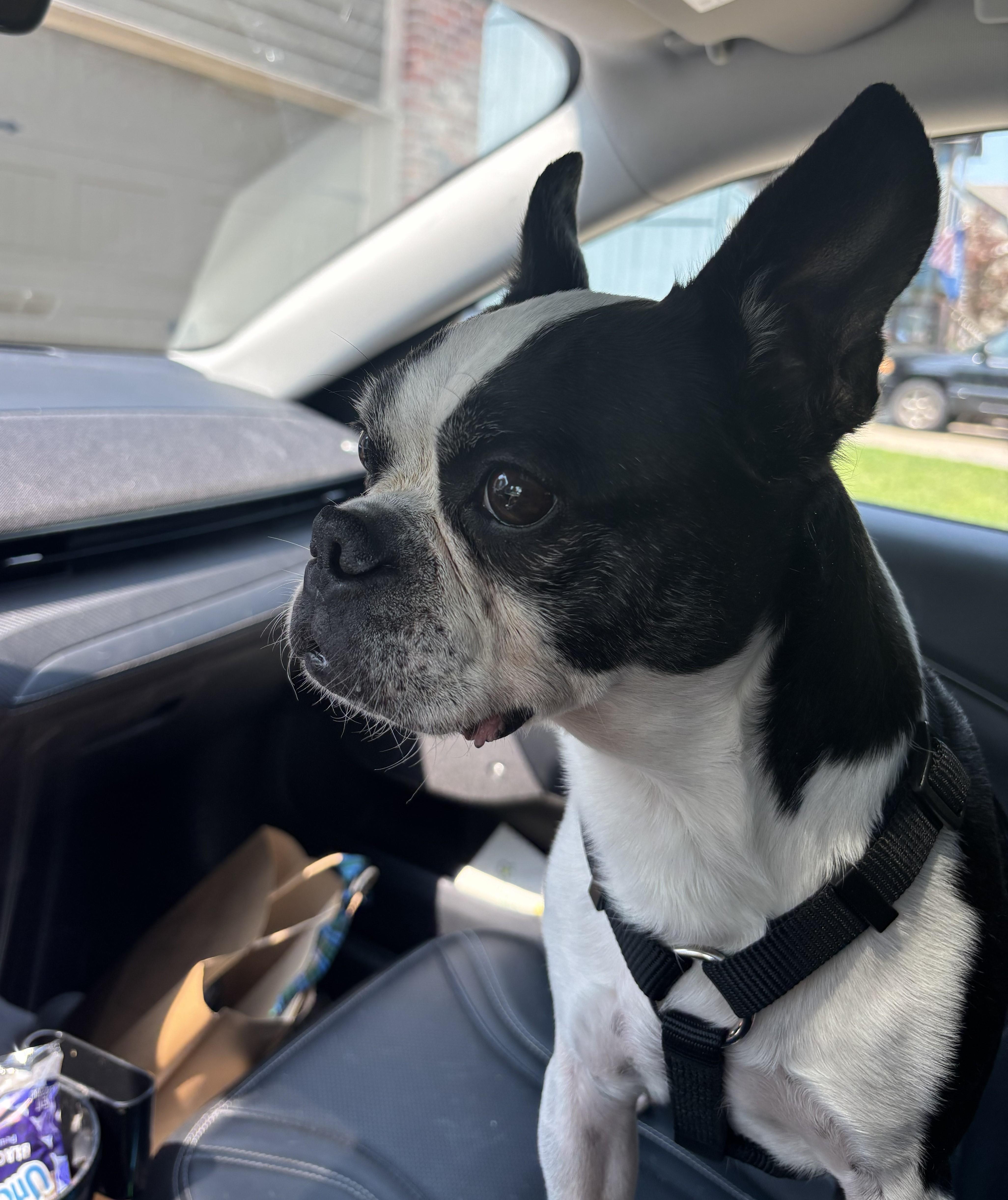 Enlarge Tux - pending, a ADOPTABLE Boston Terrier in Des Moines, IA image 6/6
