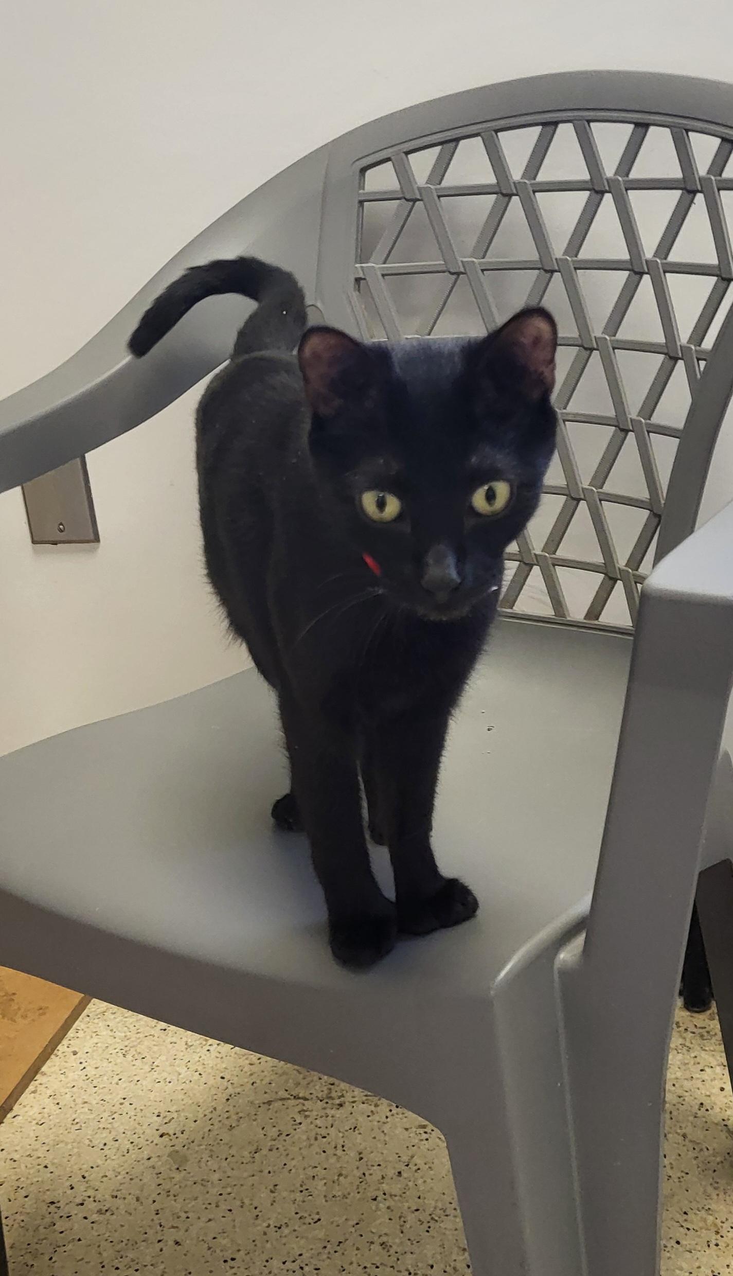 Rosie - polydactyl (mitten kitten/extra toes)