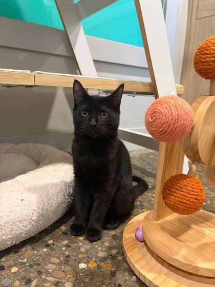 Enlarge Fork (in foster), a Adoptable Domestic Short Hair in Louisville, KY image 1/3