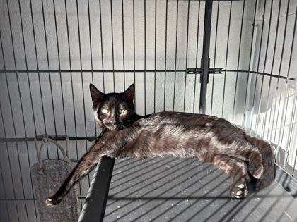 Enlarge Fork (in foster), a Adoptable Domestic Short Hair in Louisville, KY image 2/3