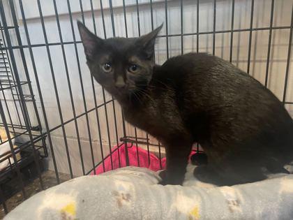 Enlarge Fork (in foster), a Adoptable Domestic Short Hair in Louisville, KY image 3/3