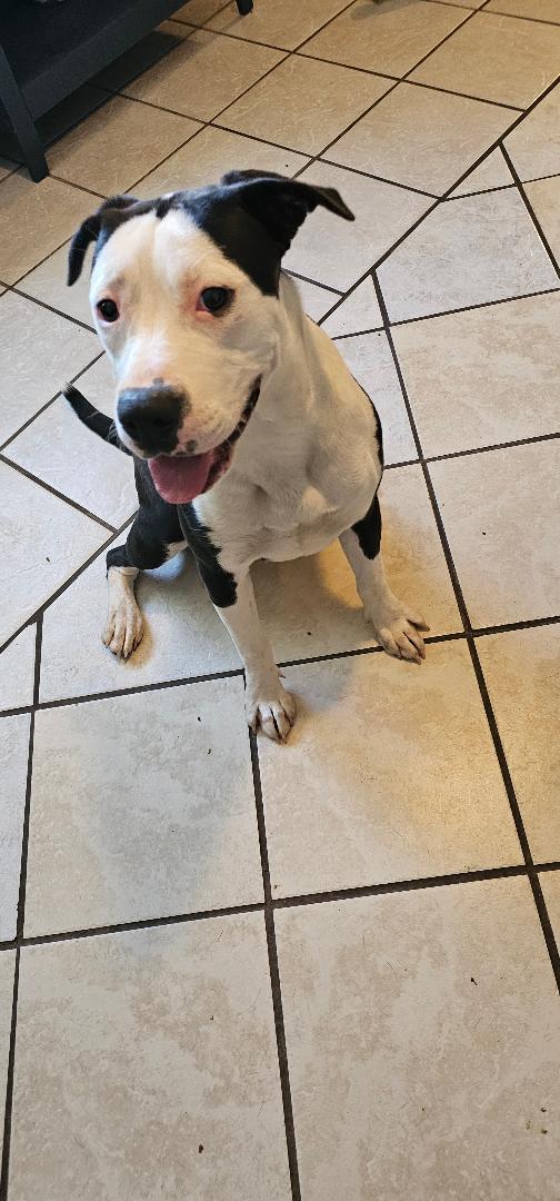 PIGGY, Adoptable, Young Female Pit Bull Terrier & Labrador Retriever.