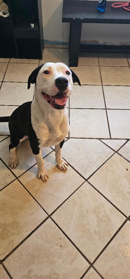 PIGGY, a Adoptable mixed breed in Du Quoin, IL image 2/2
