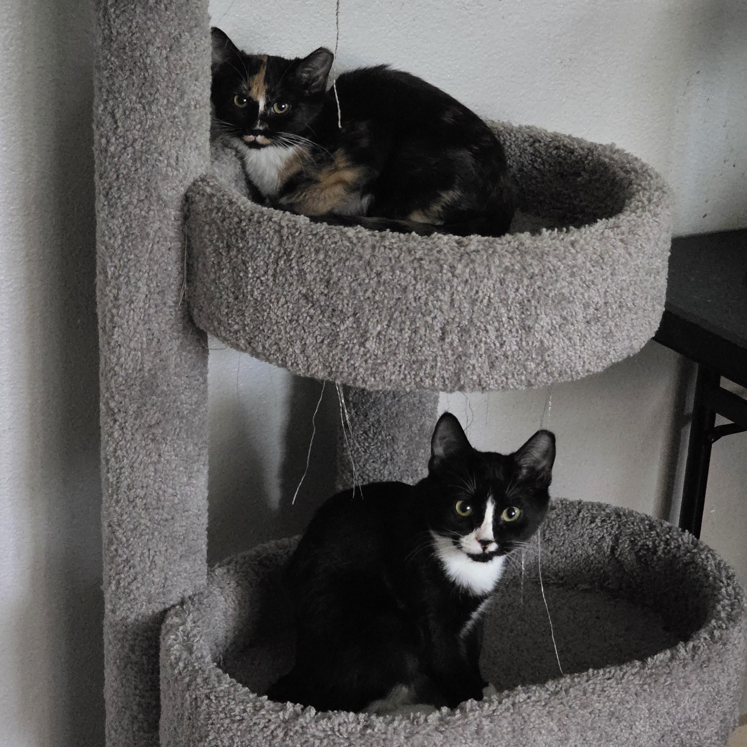 Enlarge Stephanie, a Adoptable Domestic Short Hair in Round Rock, TX image 2/2