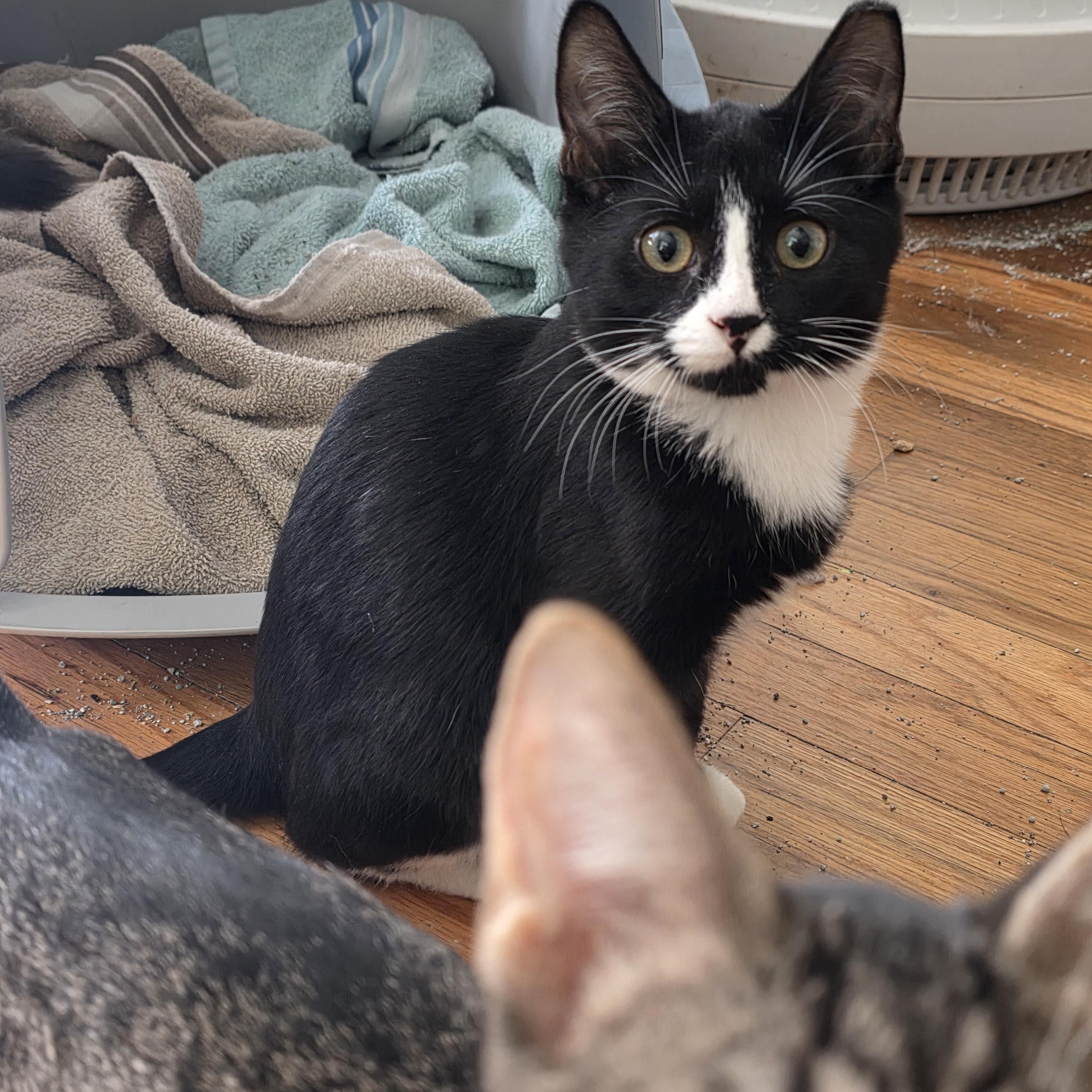 Stephanie, Adoptable, Young Female Domestic Short Hair.