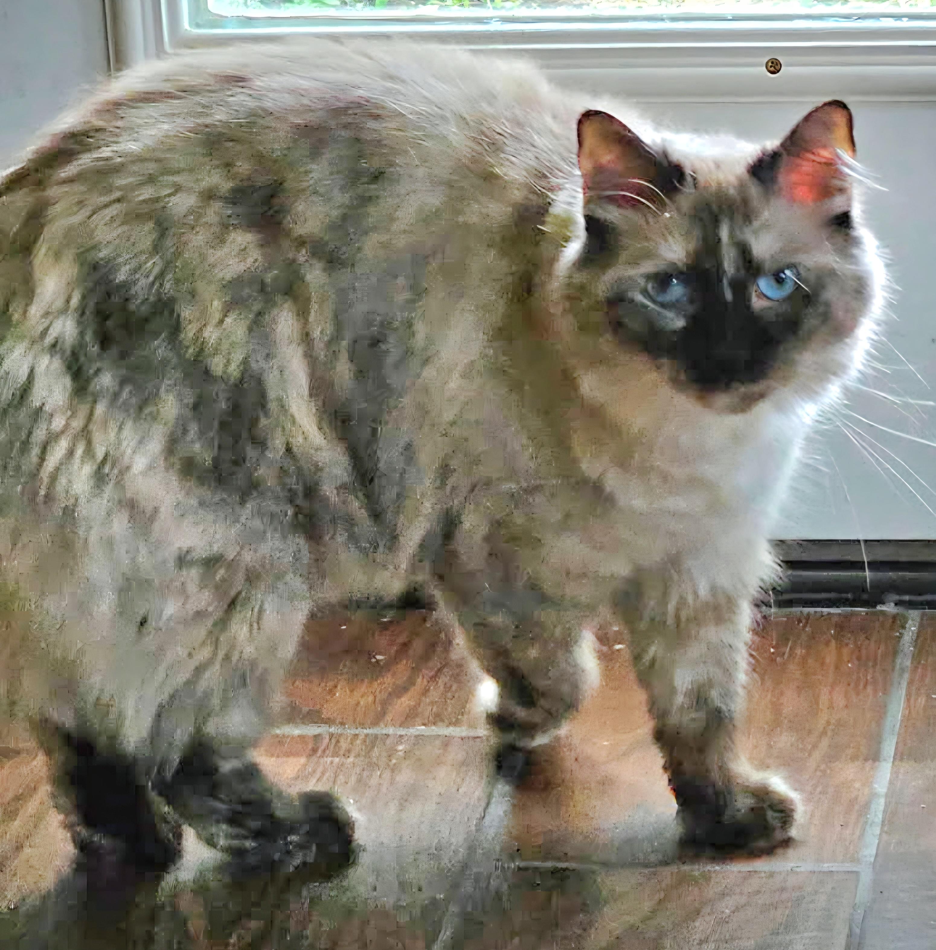 Enlarge Weaver, a ADOPTABLE mixed breed in Converse, TX image 2/6