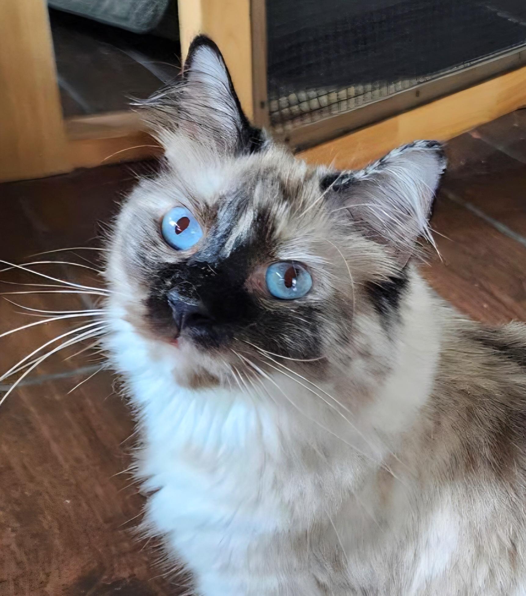 Weaver, ADOPTABLE, Young Female Ragdoll.