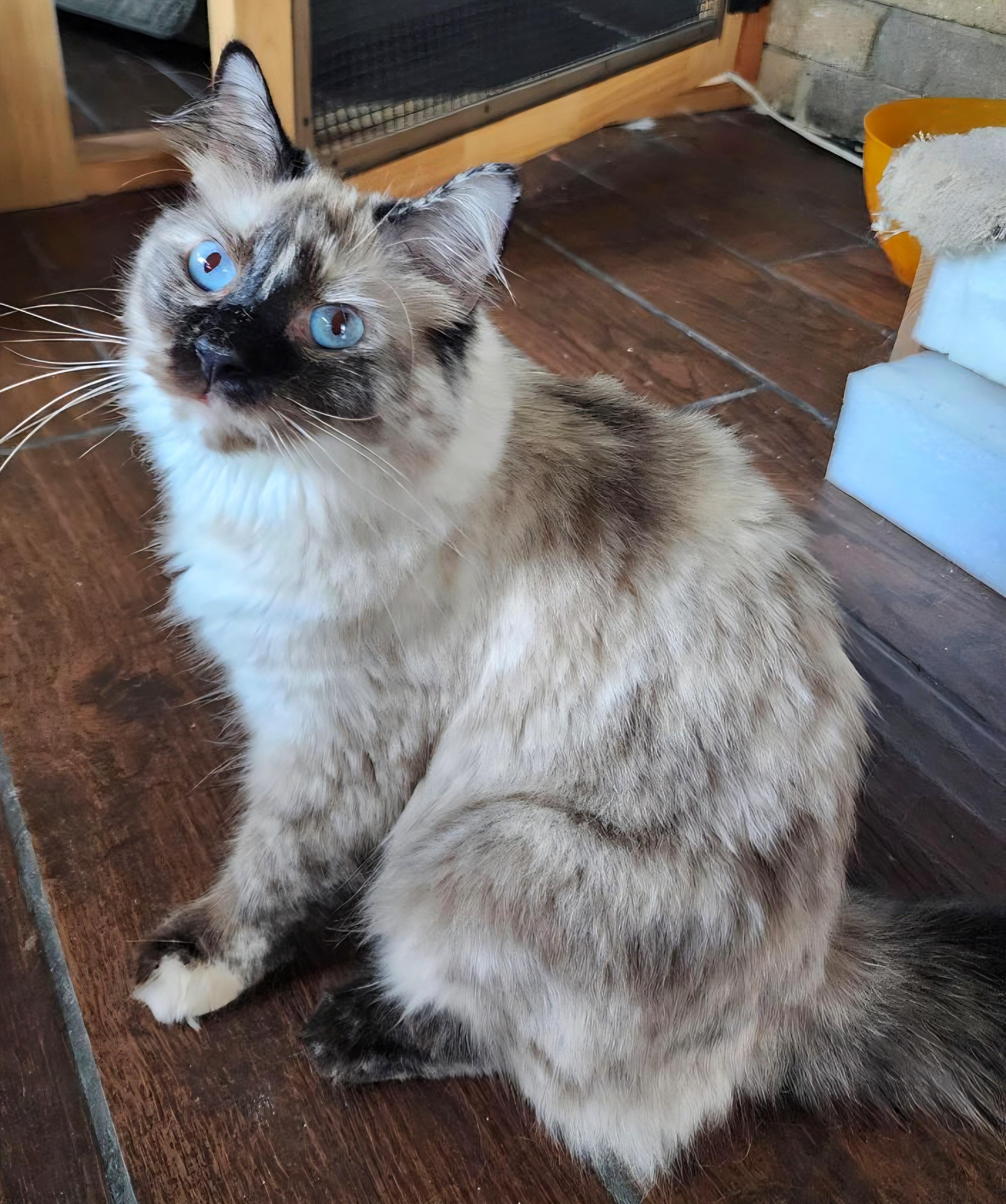 Enlarge Weaver, a ADOPTABLE mixed breed in Converse, TX image 6/6