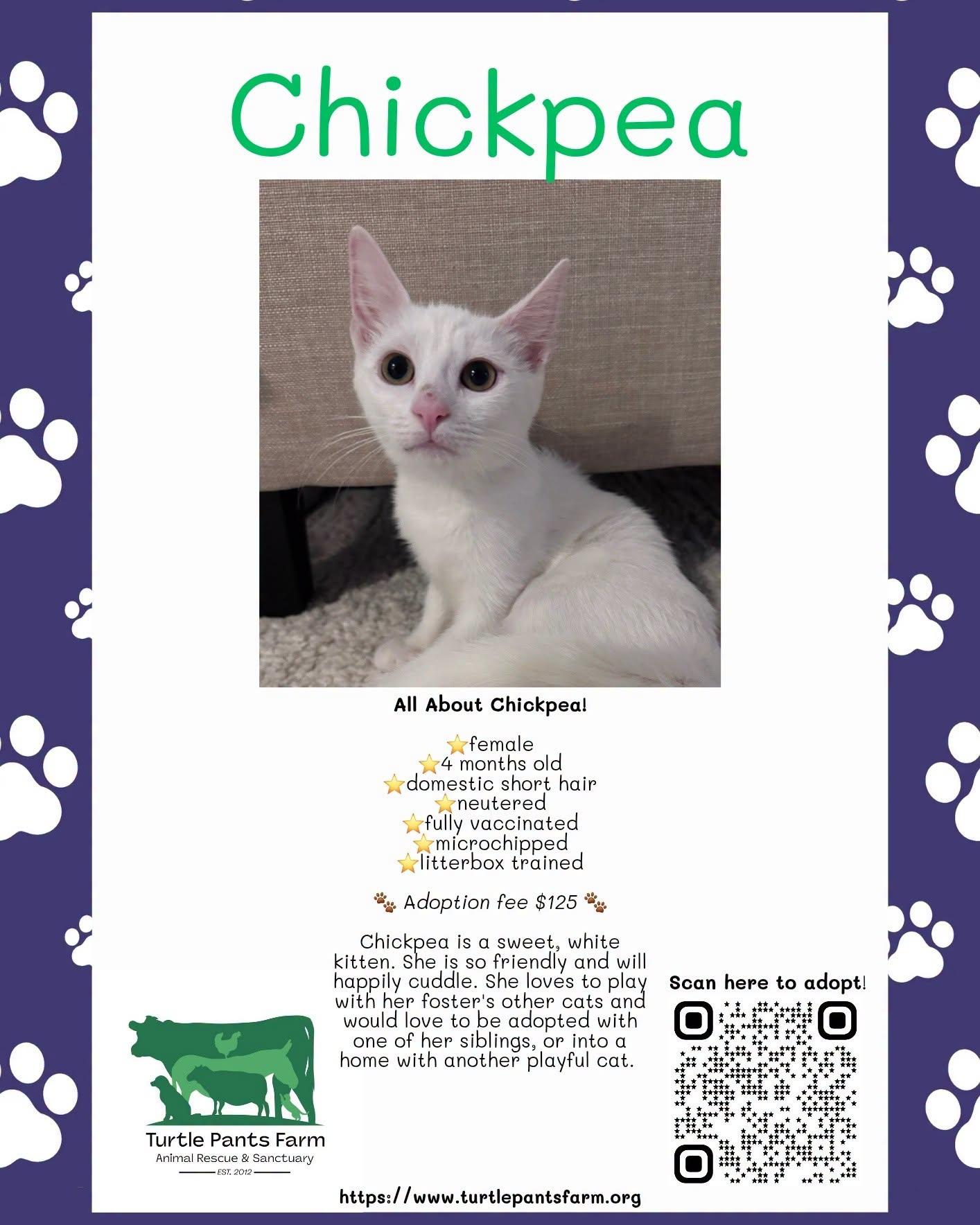Chickpea, Adoptable, Young Female Domestic Short Hair.