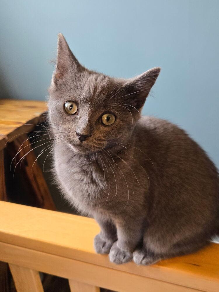 Hera, Adoptable, Kitten Female Domestic Medium Hair.