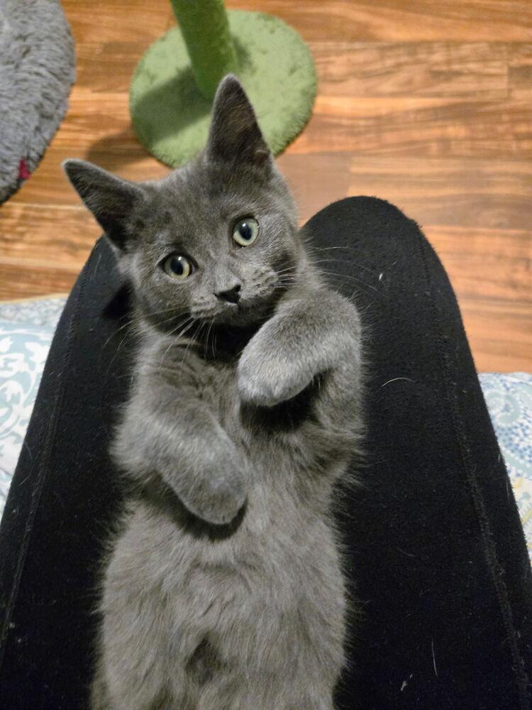 Enlarge Hera, a Adoptable mixed breed in East Greenville, PA image 3/3