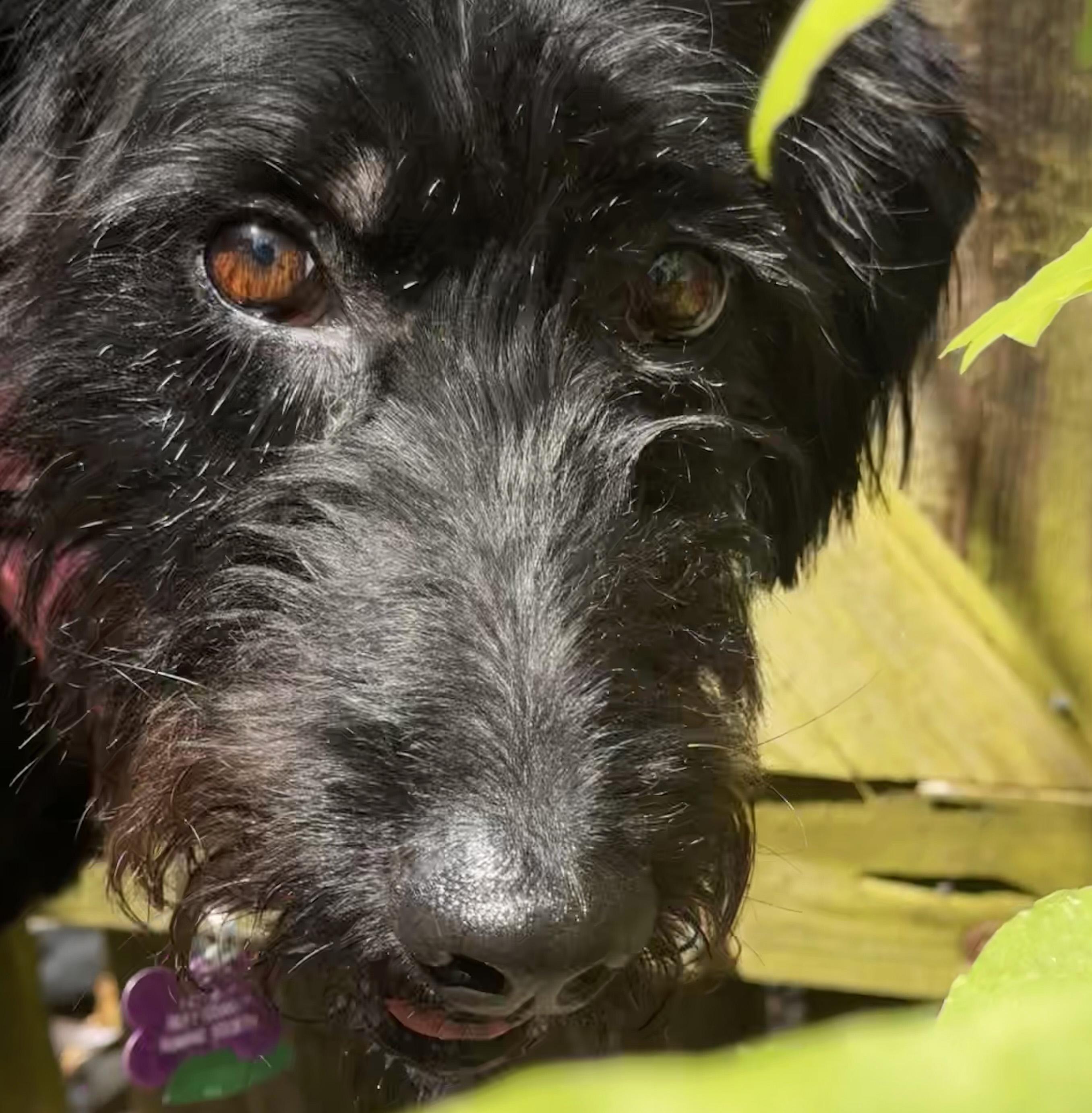 Enlarge Ducky, a ADOPTABLE mixed breed in Manhattan, KS image 5/6