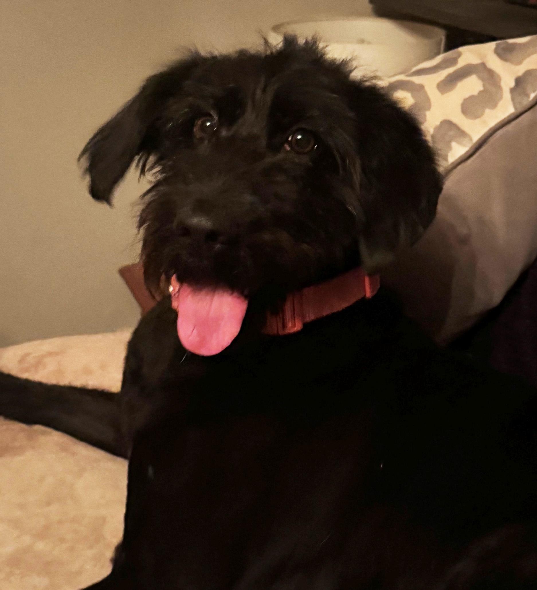 Enlarge Ducky, a ADOPTABLE mixed breed in Manhattan, KS image 4/6