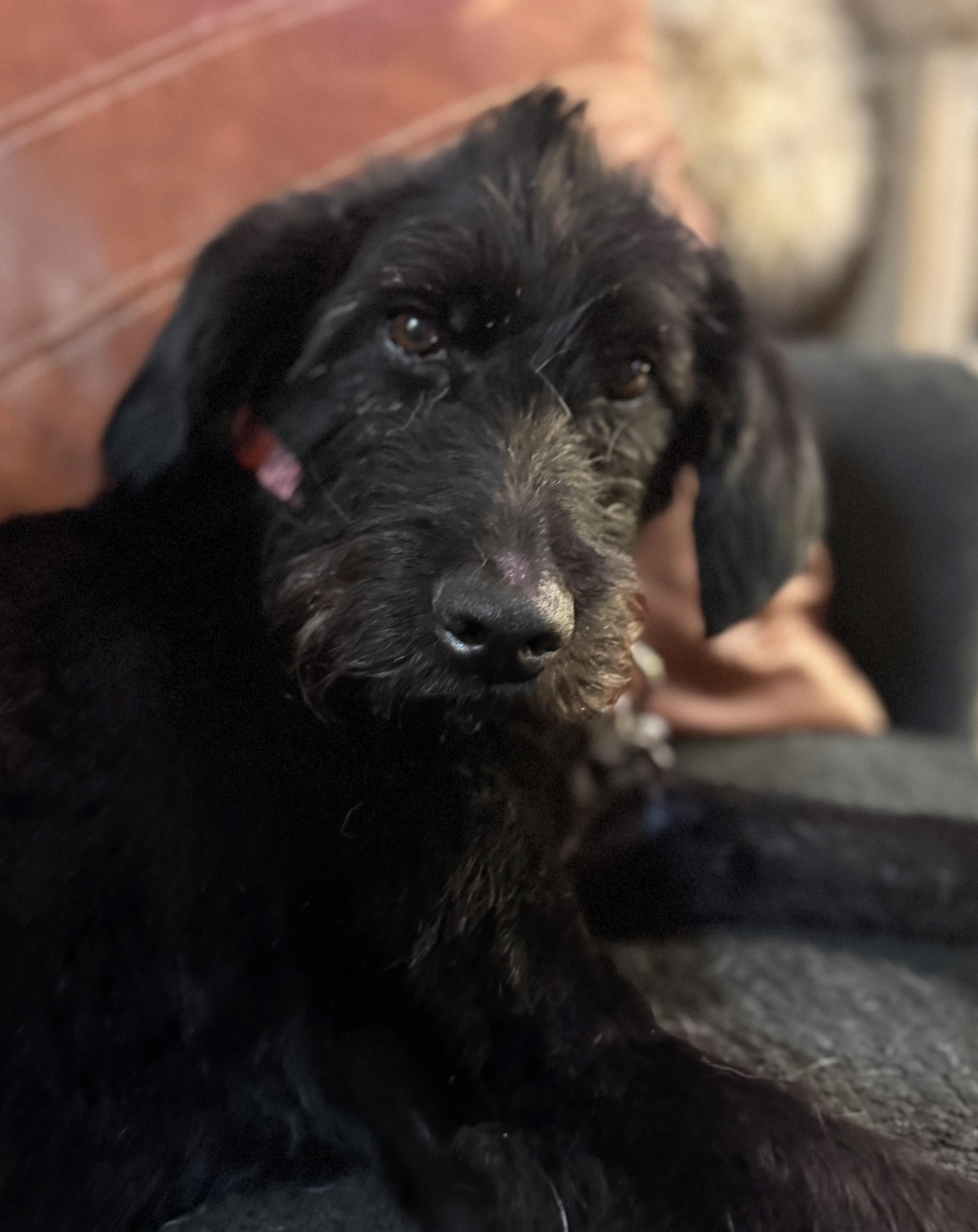 Enlarge Ducky, a ADOPTABLE mixed breed in Manhattan, KS image 2/6