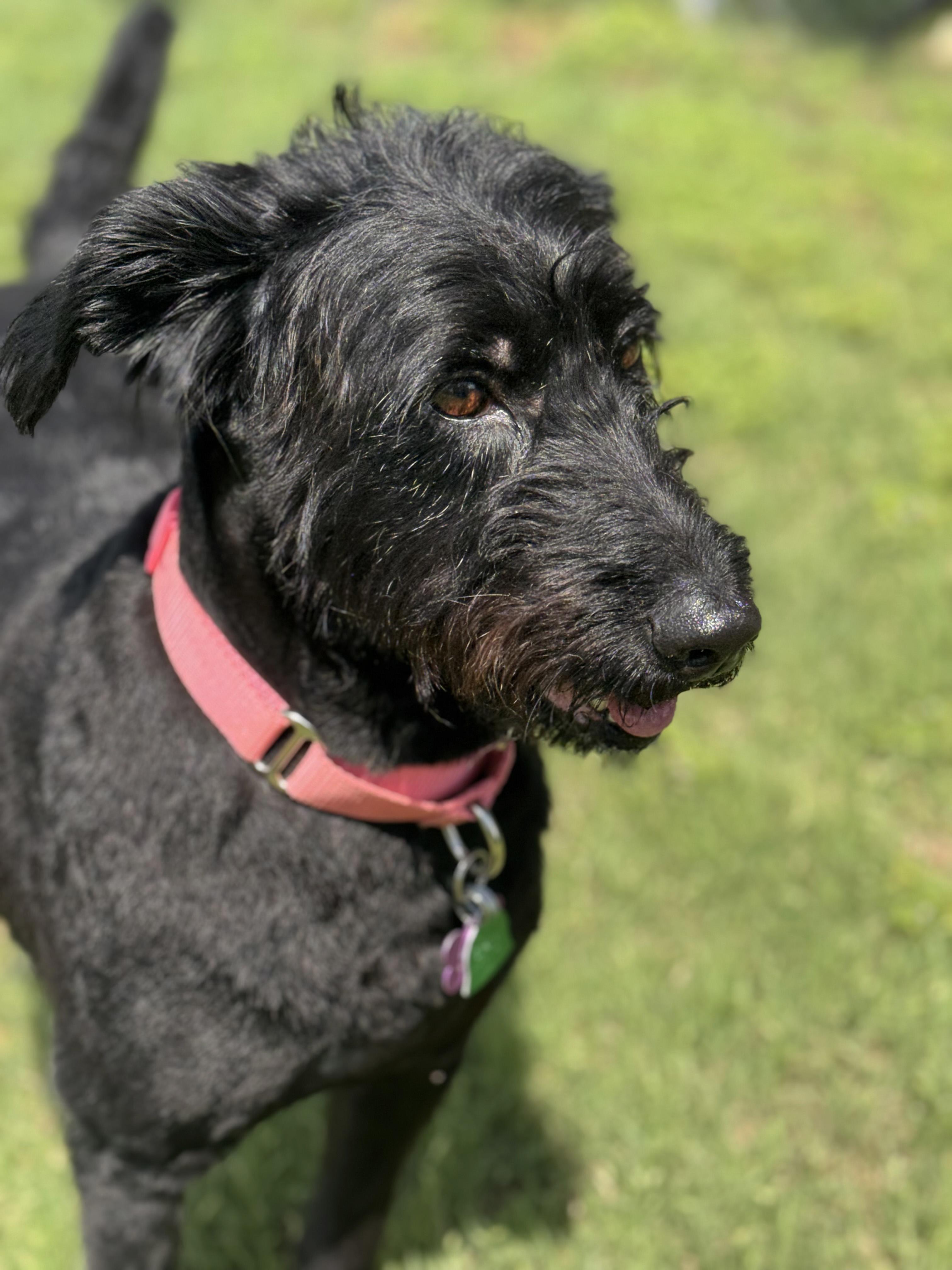 Enlarge Ducky, a ADOPTABLE mixed breed in Manhattan, KS image 3/6